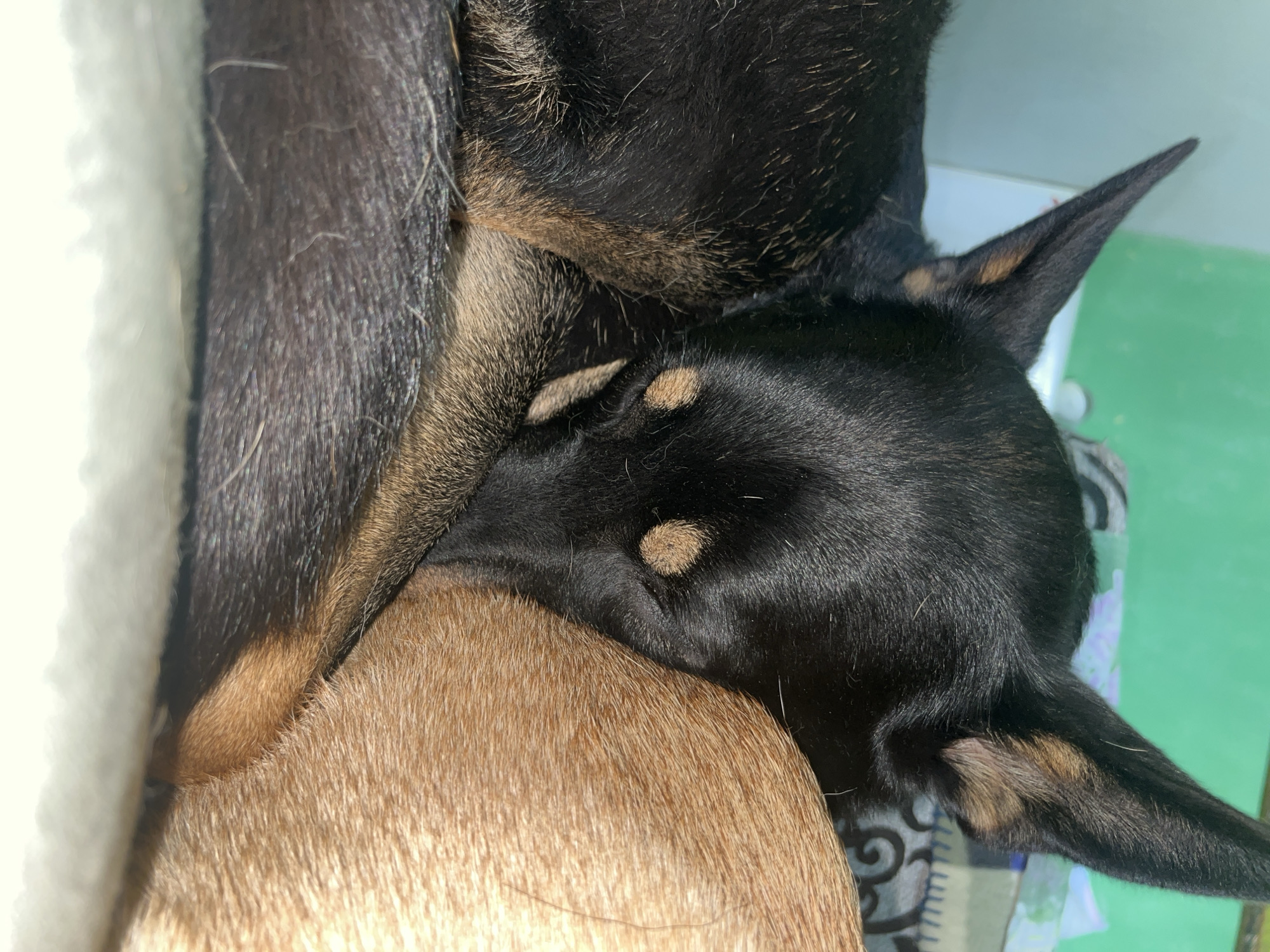 Two dogs are sleeping, curled up together. One dog is black with tan markings around its eyes and ears. The other dog is tan. The dogs appear to be on a bed or soft surface. The background is out of focus but appears to be an indoor setting with a green wall visible. The image does not contain any information that would indicate the location in Nizhny Tagil, Russia.