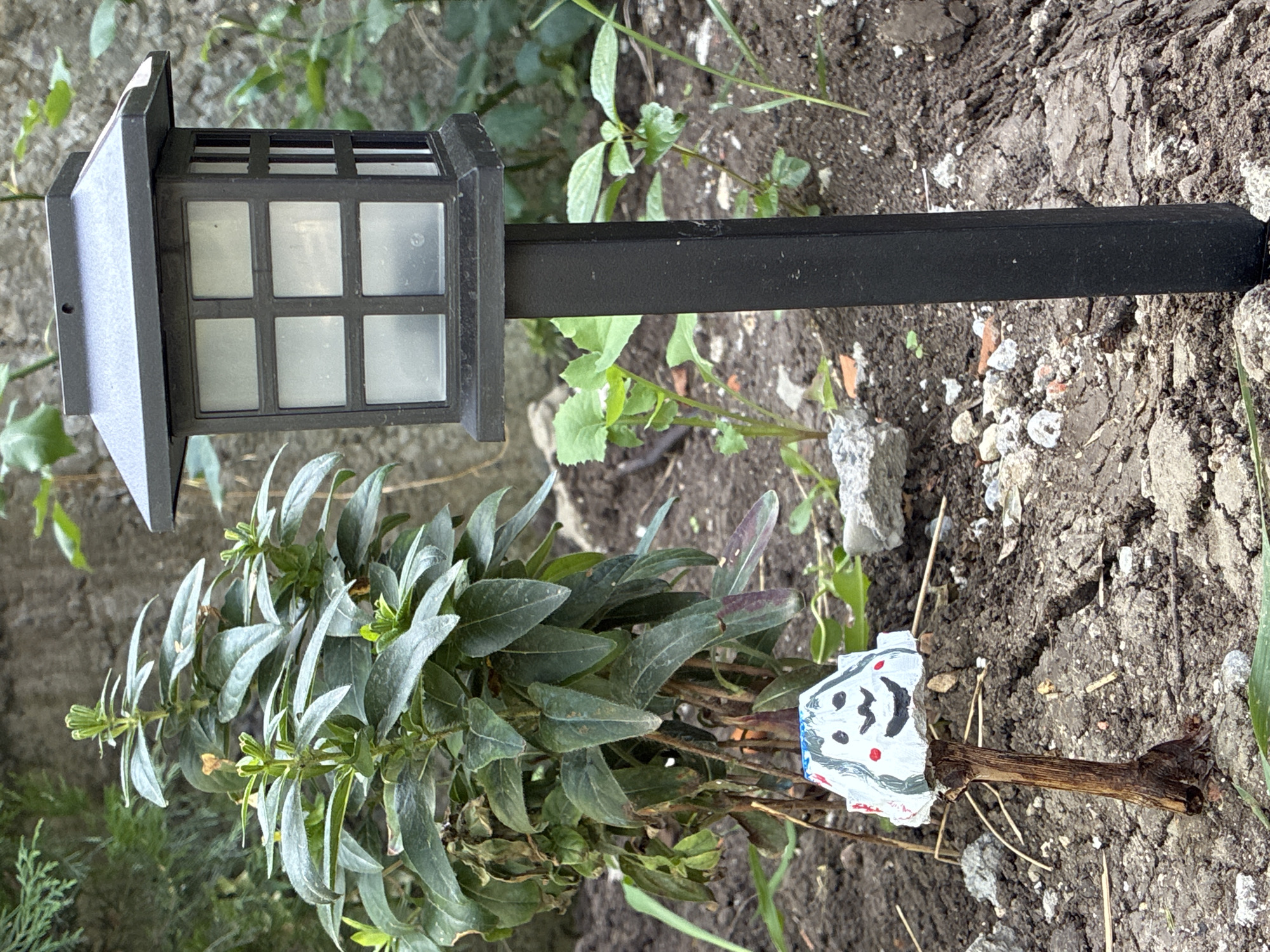 In Surami, Georgia, a close-up, eye-level shot captures a small, dark gray solar-powered garden lantern standing upright in tilled soil. The lantern has a square base and a roof with a pitched top, and its light panels are translucent white, framed by a dark grid. To the left of the lantern, a green plant with broad, dark green leaves is positioned behind a small, mushroom-shaped object. This object is white with a painted face featuring black eyes, a black smile, and two red dots for cheeks. The ground is a mixture of dark soil, small grey stones, and some dry plant matter. In the background, out-of-focus green foliage and a textured wall are visible.