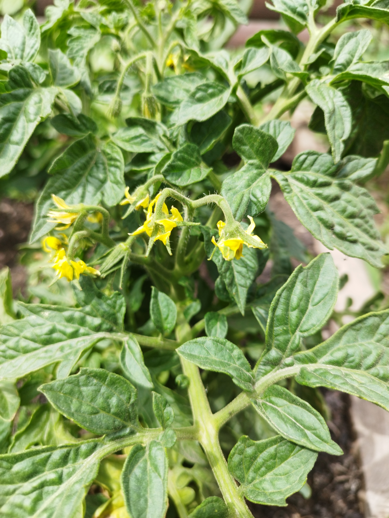 The image shows a close-up view of a tomato plant with several small yellow flowers and green leaves. The plant appears to be healthy and is growing in an outdoor setting. The background is blurred, suggesting the photo was taken in a garden or field. There is no indication of the specific location within the city of Oskemen, Kazakhstan. The image focuses solely on the botanical subject matter.