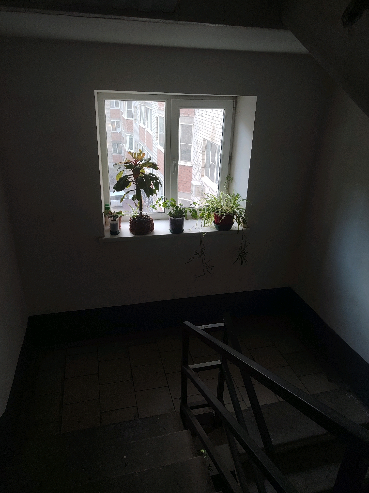 A medium shot captures an indoor staircase with a window at the landing. The window has a white frame and overlooks a brick apartment building. On the windowsill, there are four potted plants: a tall plant with large green and reddish leaves, a smaller plant with green leaves, a spider plant with variegated leaves in a red pot, and another small potted plant. Below the window, the wall is painted white. A dark, tiled floor is visible at the bottom of the frame, with concrete stairs and a dark metal handrail leading down. The lighting is dim, casting shadows throughout the scene. The location is Unkown, Unknown.