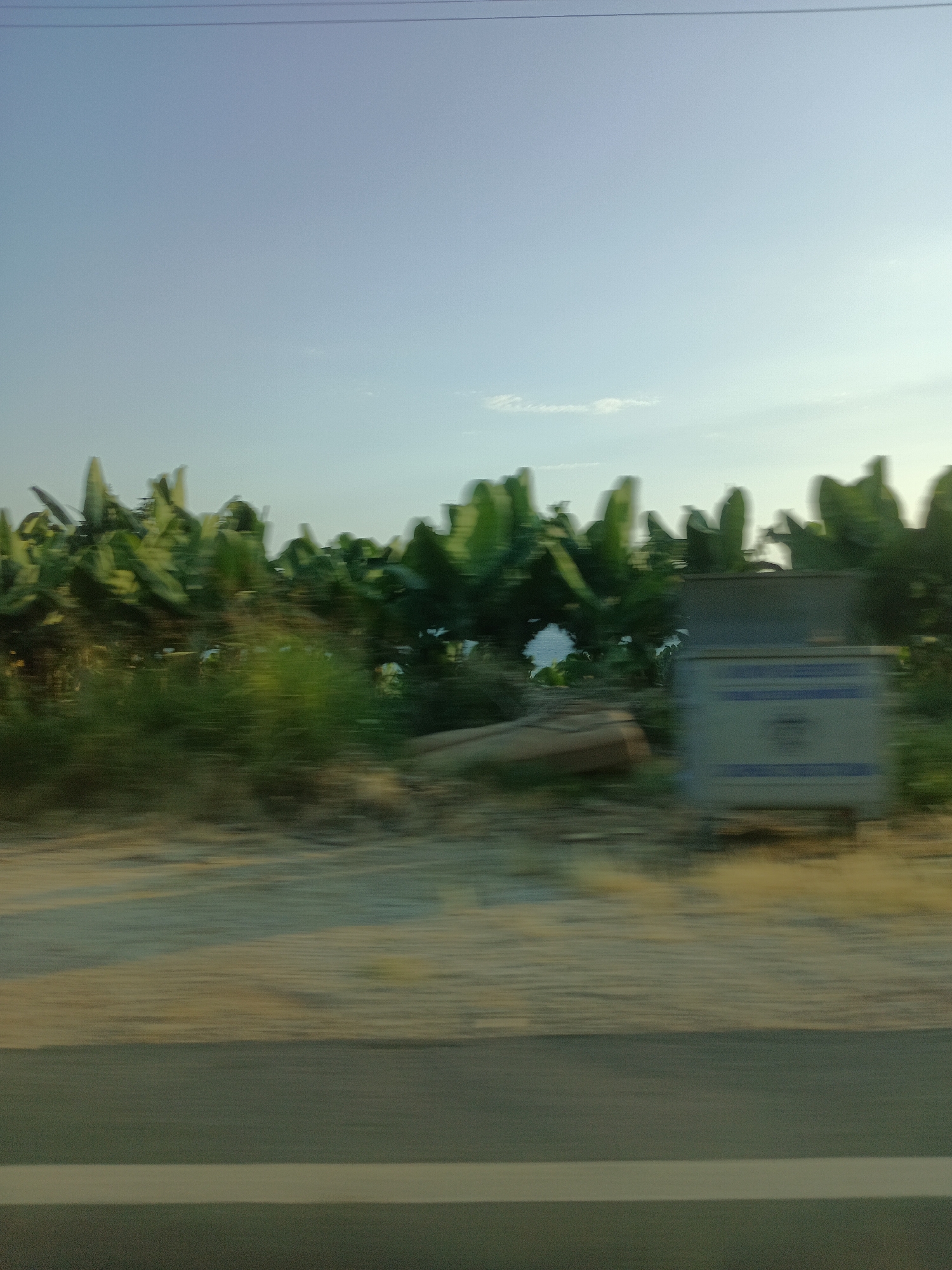 The media file depicts a motion-blurred scene, likely captured from a moving vehicle, of a roadside with lush greenery and a clear sky. The foreground shows a blurred stretch of road or ground, with a white line indicating a lane marker. Dominating the middle ground is a dense area of large, green, banana-like leaves, suggesting a tropical or subtropical agricultural setting. To the right of the foliage, a gray, rectangular bin or container is visible, possibly a trash receptacle or utility box, with some indistinct blue markings or text on its side. Behind the vegetation, the sky is a soft blue, with a few wispy clouds. The lighting suggests it is either early morning or late afternoon, given the soft quality of light. The overall impression is one of a rural or semi-rural roadside landscape in Alanya, Turkey. No specific people or discernible activities are taking place, beyond the implied motion of travel. The blurriness of the image makes it difficult to discern any specific emotions, but the natural scenery and clear sky evoke a sense of calm and openness.