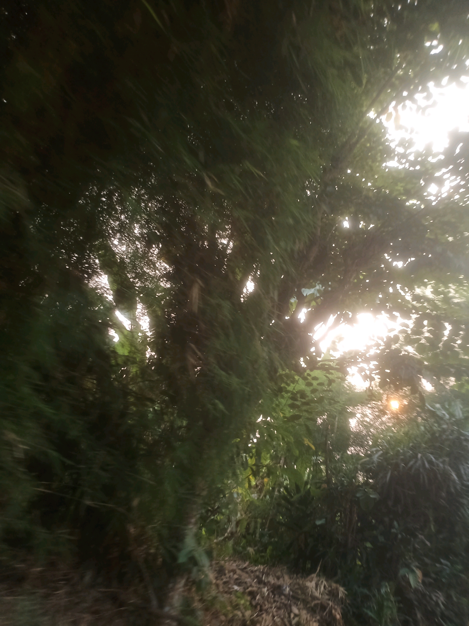 The image depicts a sun-drenched view through dense foliage, likely in Ciseeng, Indonesia. Sunlight streams through the leaves, creating a bright, diffused glow. The foreground is dominated by dark green vegetation, appearing somewhat blurred due to motion or focus. The midground reveals more of the tree canopy and branches, with patches of sunlight visible. The background is a bright wash of light, suggesting the sun is high or low in the sky, peeking through the leaves. No people or specific man-made objects are clearly discernible. The overall impression is one of a natural, overgrown environment.
