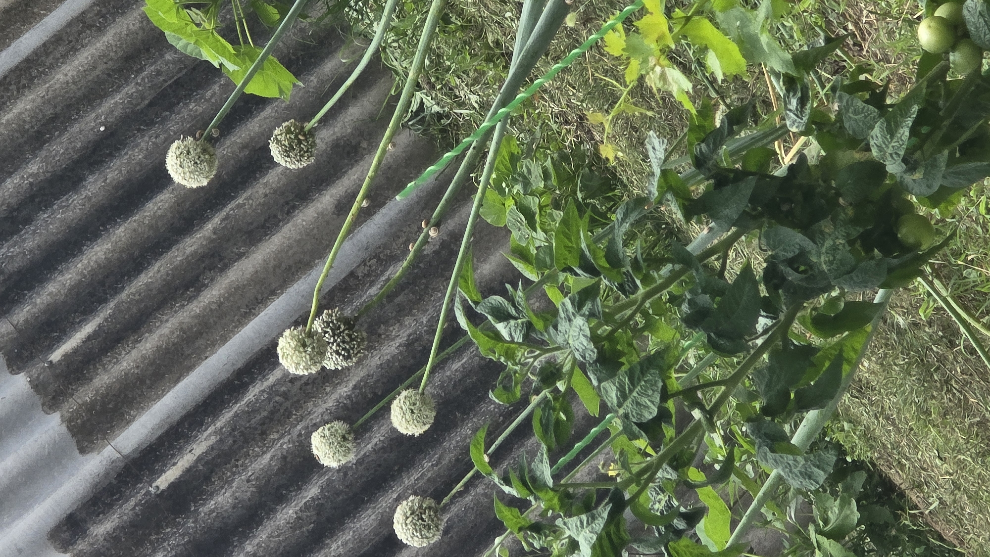 In Sernovodskoye, Russia, a low-angle, outdoor shot captures a garden scene. The background features a corrugated, grey, weathered wall. In the mid-ground, several tall, green stalks topped with spherical, white onion flowers extend upwards, some with visible snails attached. In the foreground, vibrant green tomato plants are laden with small, green tomatoes. The ground is covered with dry grass and straw. The lighting suggests an overcast day.