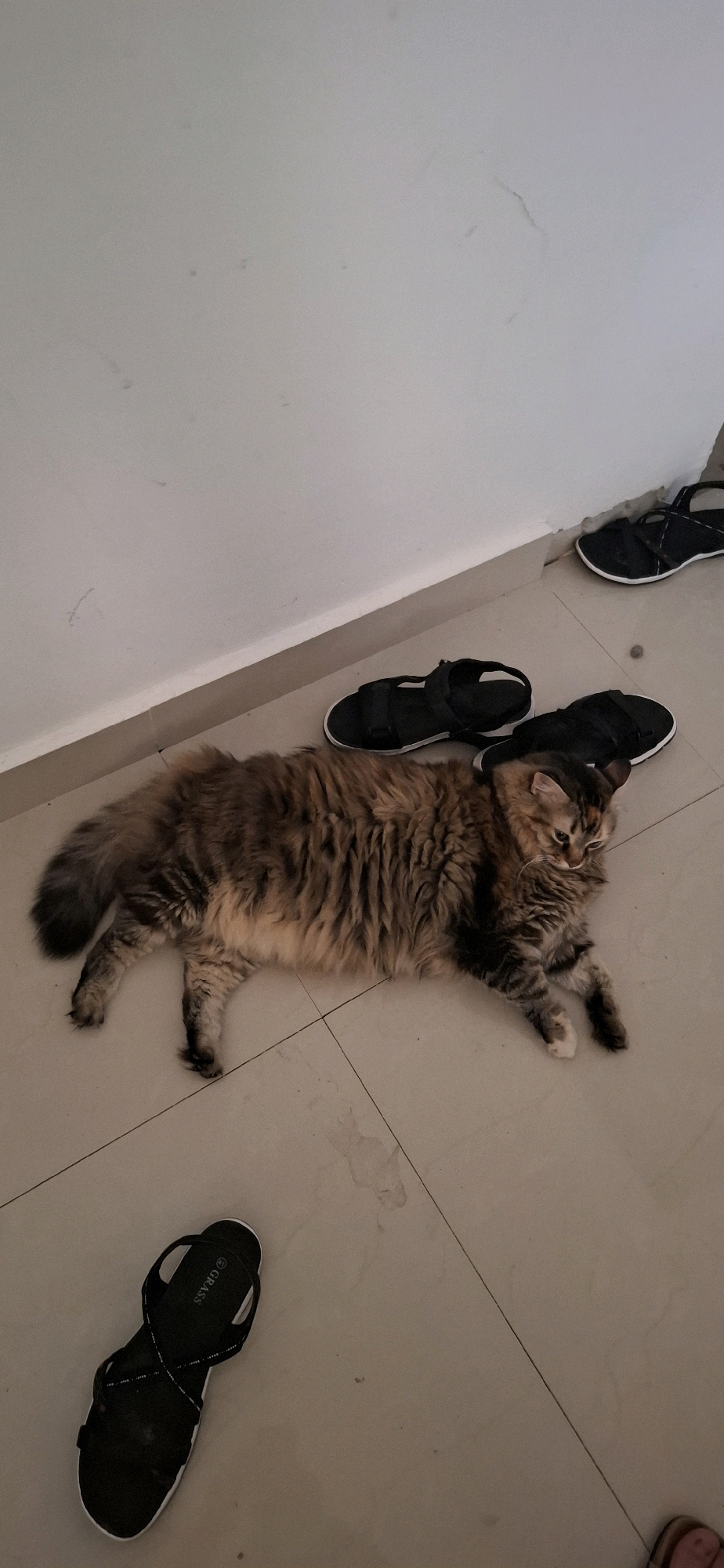 A fluffy, long-haired cat with tabby markings lies on a light-colored tiled floor next to a white wall. Several pairs of black sandals are scattered around the cat and on the floor. One pair of sandals is near the top right corner, another pair is near the center of the image, and a single sandal is in the bottom left corner. The scene appears to be indoors, possibly in a home or apartment, in Yerocham, Israel. The lighting is dim, and the overall impression is one of a casual, lived-in space.