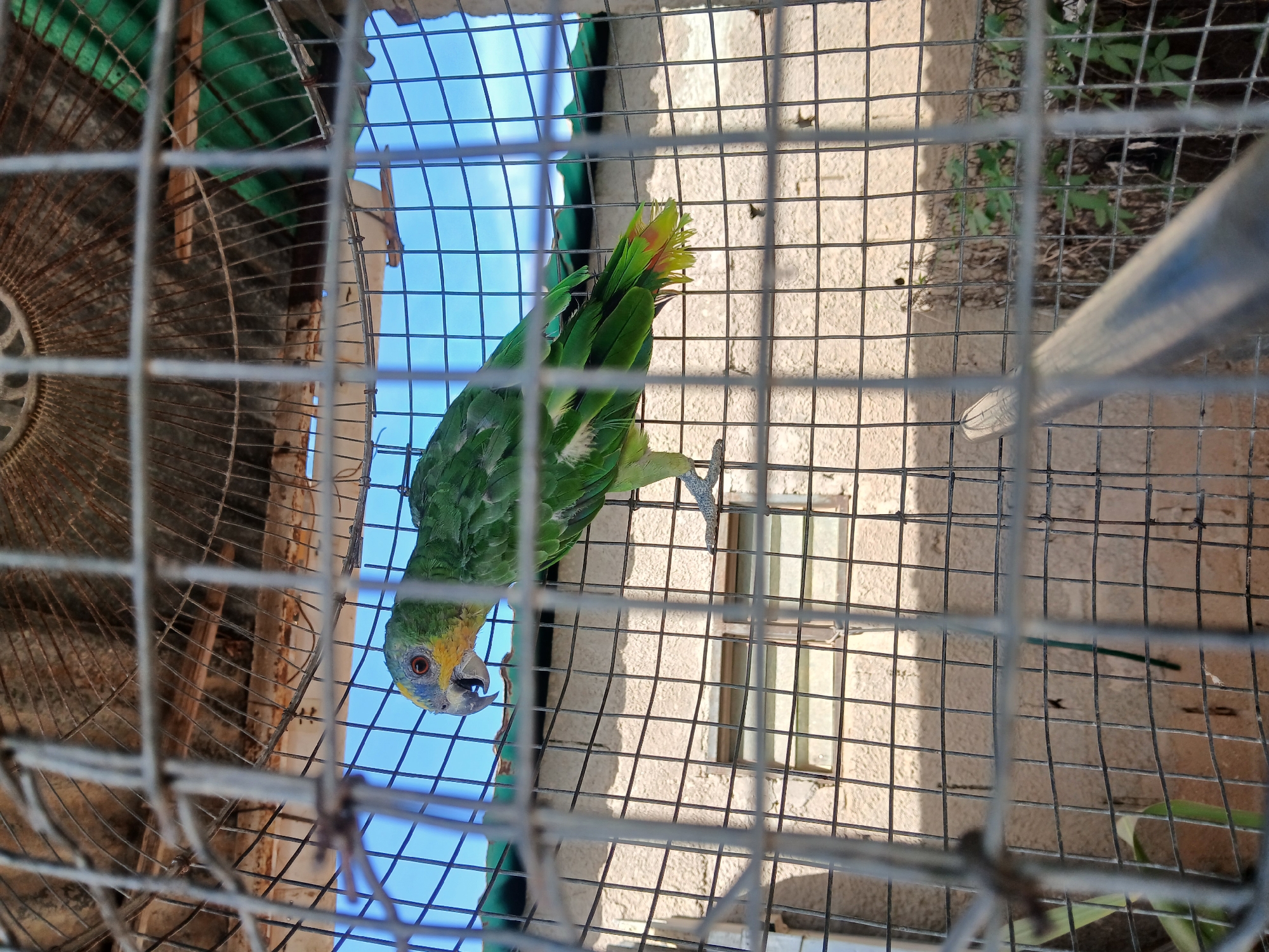 A green parrot with yellow and blue markings is perched inside a wire cage. The cage is outdoors, as indicated by the blue sky visible through the bars. To the left of the parrot is a rusted metal fan. The location is potentially Juan Griego, Venezuela, though no specific elements in the image corroborate this.