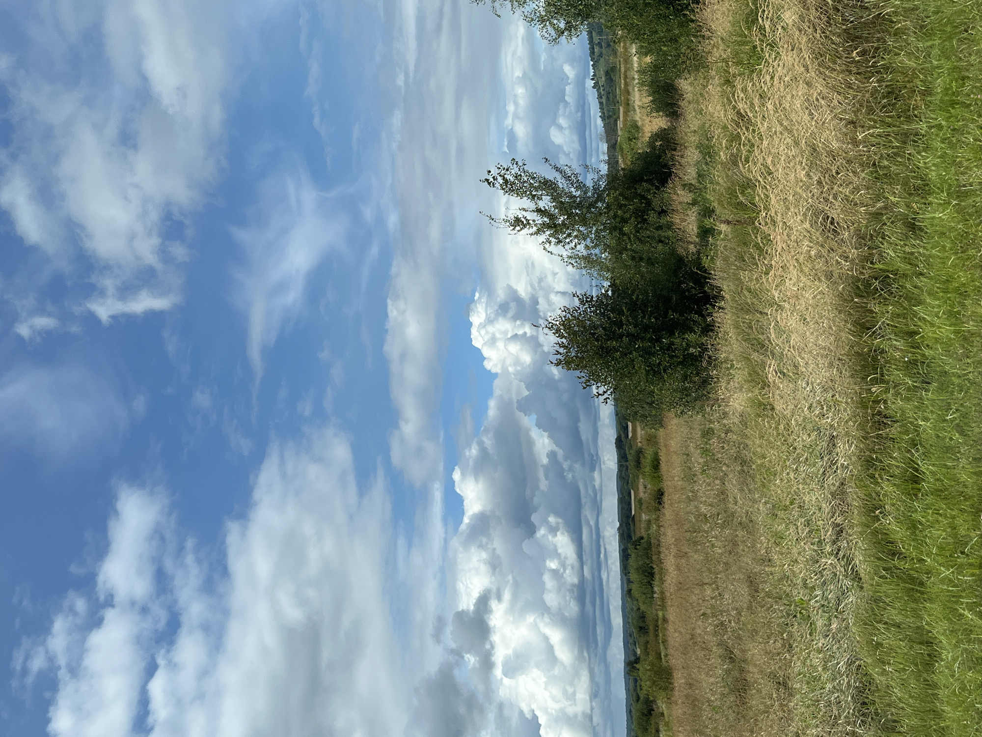 The image depicts a wide, open, grassy field under a vast, partly cloudy blue sky. The field is covered in a mix of green and golden-brown grasses, with some areas appearing taller and more feathery. In the middle ground, several small clusters of trees and bushes are scattered across the landscape, with darker green foliage. Further in the distance, rolling hills covered in vegetation form the horizon. The sky is dynamic, with large, puffy white clouds interspersed with patches of clear blue, and some wispy clouds higher up. The scene appears to be a natural landscape in a rural setting, possibly on the outskirts of Urtalga, Russia, given the mention of the city in the prompt. There are no people or animals visible in the image, and no specific objects or actions are taking place, creating a serene and expansive view of nature.
