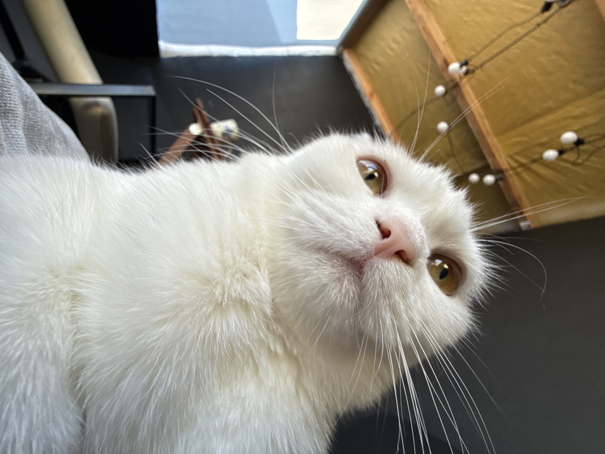A close-up, low-angle outdoor shot captures a white cat with light yellow eyes looking upwards at the camera. The cat's pink nose is prominent, and its white whiskers fan out from its face. The background is blurred, but features a yellow ceiling with exposed wooden beams and string lights. To the left, a blue wall is visible. The overall setting suggests an informal, possibly domestic environment, such as a cafe patio or a covered outdoor living space.