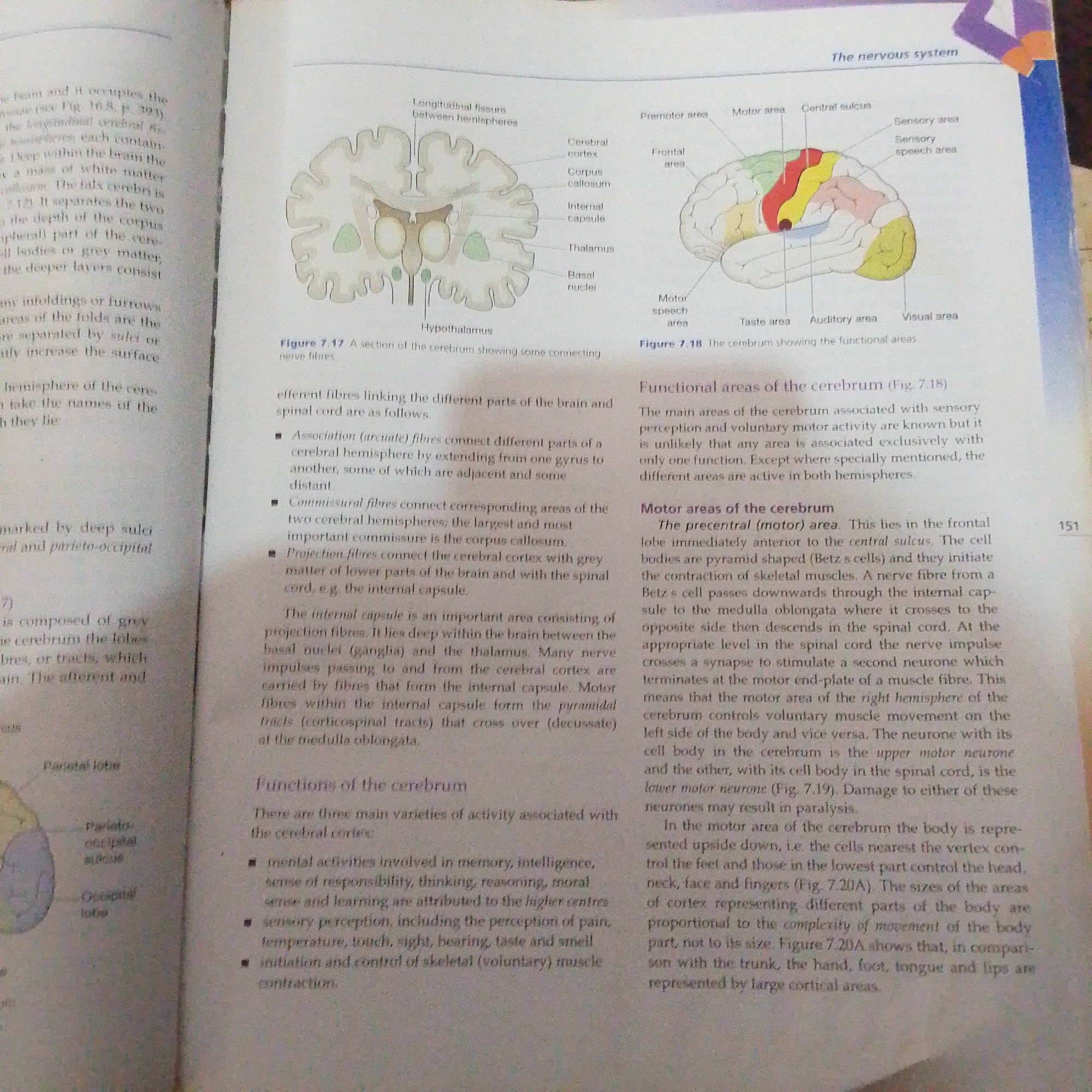 This media file contains a photograph of an open book, displaying text and anatomical diagrams related to the human nervous system. The subjects are the pages of the book, featuring printed text and illustrations. The main object is the book itself, opened to show two pages. The scene is a close-up shot of the book, implying it is likely on a flat surface, though the immediate surroundings are not visible.
The activity taking place is the presentation of educational material. The book appears to be a textbook or reference material, detailing the structure and function of the brain and its components. Visible text includes headings like "The nervous system," "Functional areas of the cerebrum," and "Motor areas of the cerebrum," along with descriptive paragraphs and labels on the diagrams. Figure 7.17 illustrates a cross-section of the cerebrum showing connecting nerve fibers, while Figure 7.18 depicts the functional areas of the cerebrum, color-coded for different regions like the motor area, sensory area, and visual area.
Notable details include the specific anatomical terms labeled in the diagrams, such as "Cerebral cortex," "Corpus callosum," "Thalamus," "Basal nuclei," "Hypothalamus," and various functional areas of the brain. The text discusses the different types of nerve fibers (association, commissural, projection) and the functions of the cerebrum, including mental activities and sensory perception. The image also includes page numbers, with "151" clearly visible on the right-hand page. There are no visible people, no indication of time of day or weather, and no specific location cues within the image itself, other than it being a printed educational resource. The overall tone is informative and academic.