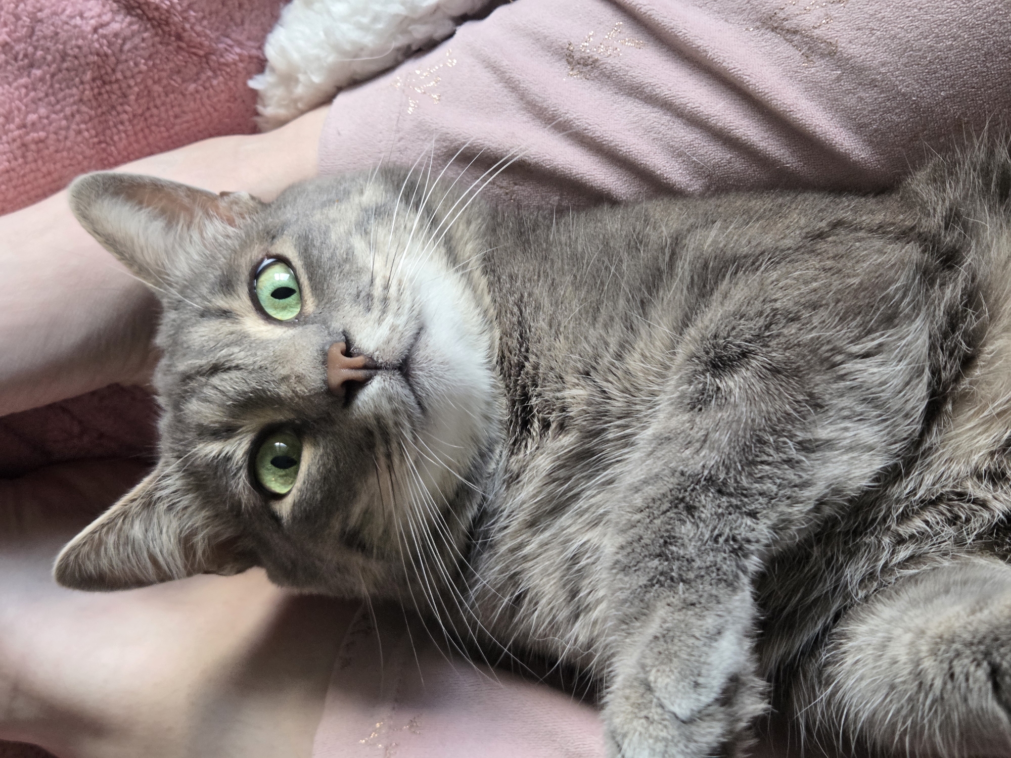 A gray tabby cat with green eyes lies on a pink surface, presumably fabric. The cat is positioned at an angle, its head tilted towards the left. Its whiskers are prominent, and its nose is pink. The fur appears soft and dense. In the upper portion of the image, a small section of white fur is visible, possibly belonging to another animal or object. The background is out of focus, but there are glimmers of gold on the pink surface.