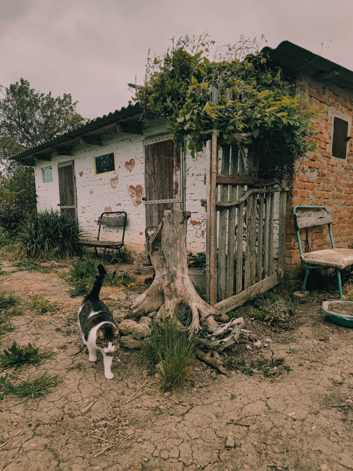 The photograph depicts an outdoor scene in a rural or semi-rural location. The ground is cracked and dry, suggesting arid conditions. A black and white cat walks towards the viewer in the foreground.
A small, dilapidated building stands in the background, constructed partly of white-painted brick and partly of red brick. One section of the building has painted hearts on the brickwork. The building has a corrugated metal roof. A wooden door and a small boarded-up window are visible on the white brick section.
Two weathered, wooden chairs are positioned near the building. A dead tree stump stands near a rickety wooden gate. Vegetation, including vines, covers part of the gate and the adjacent brick wall.
The location, Yubileyny, Russia, is not definitively verifiable from the image alone.