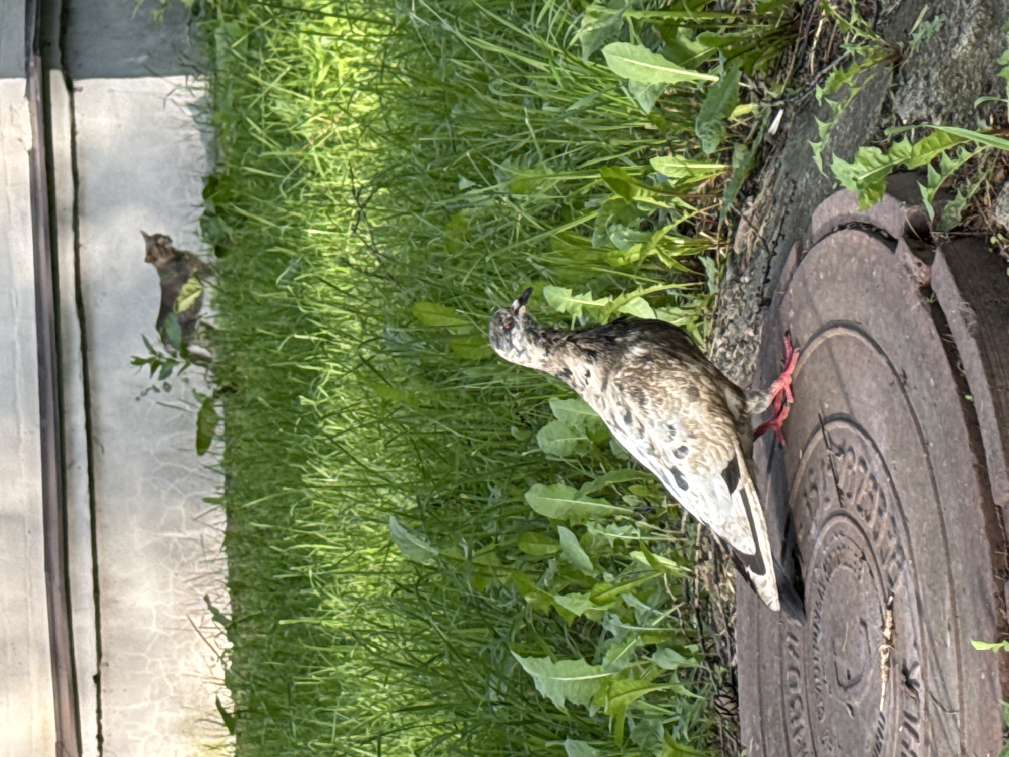 In a sunlit outdoor environment, a pigeon stands on a circular metal manhole cover. The pigeon is predominantly grey and white with black markings and red legs. Behind the pigeon, tall green grass and some leafy plants grow in front of a light-colored building with a dark horizontal trim. In the background, a tabby cat is visible standing in the grass, facing towards the left side of the frame. The scene appears to be in a residential area in the city of Asha, Russia.