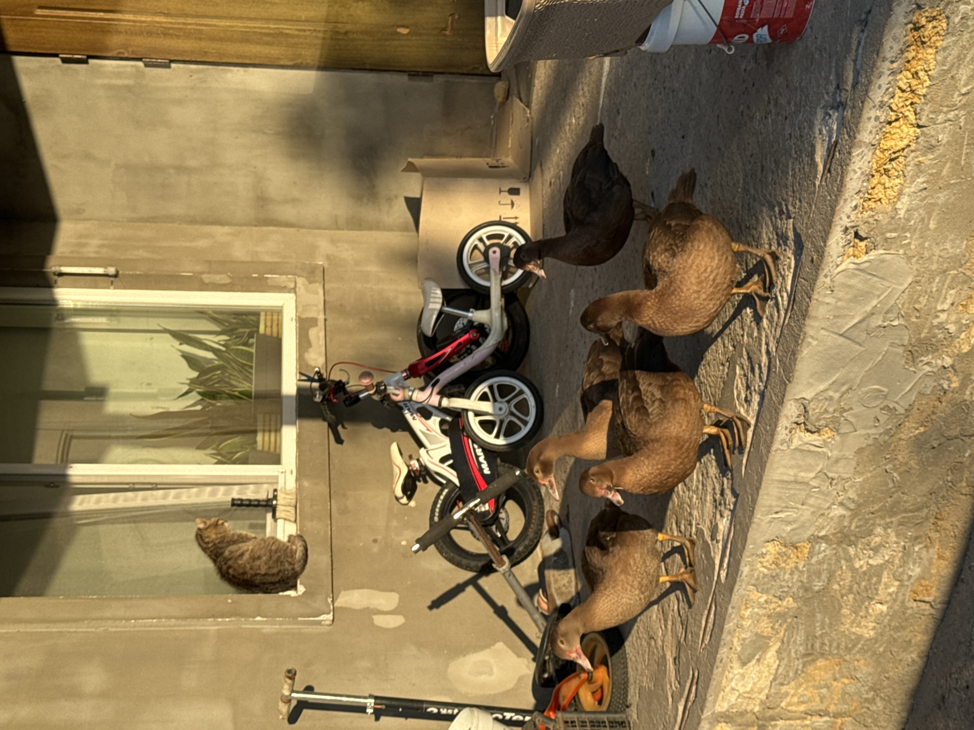 In Shcherbanka, Ukraine, a tabby cat sits on a windowsill, looking out. Below, a group of brown ducks stands on a concrete surface in front of a wall. Behind them, a child's bicycle with white and pink accents is parked. A scooter stands to the left, and a cardboard box is visible behind the bicycle. The scene is illuminated by warm, late afternoon sunlight casting long shadows. The environment appears to be an outdoor area adjacent to a building with a wooden door and a window.