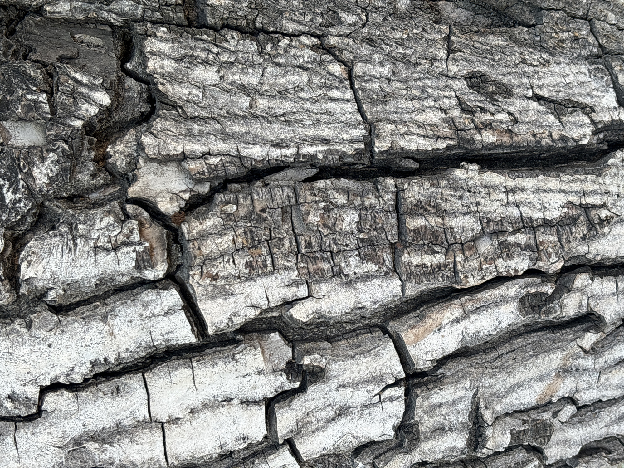 This is a close-up, full-frame, high-angle shot of the deeply fissured bark of a tree. The bark exhibits a rough texture with prominent ridges and valleys, predominantly in shades of gray and black, with lighter, weathered highlights. The cracks and crevices are varied in depth and width, creating a complex, almost abstract pattern. The lighting suggests a bright, outdoor environment, likely during the day, casting subtle shadows that emphasize the three-dimensionality of the bark's surface. There are no people, animals, or other objects visible in the frame. The image focuses solely on the intricate details of the natural texture of the tree bark. The location is not discernible from the image itself, therefore a specific location in Tashkent, Uzbekistan cannot be provided.