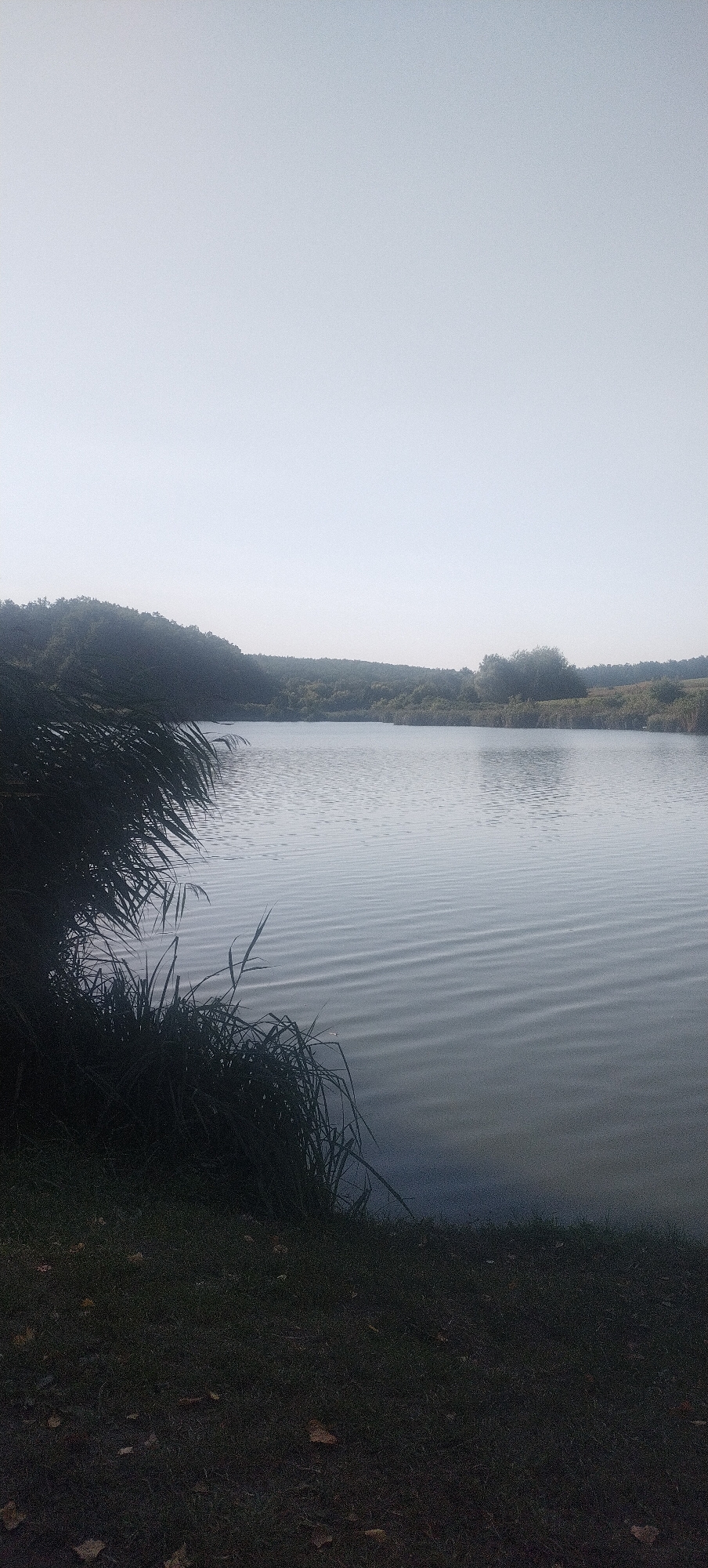 A serene landscape photograph depicts a calm body of water, likely a lake or pond, stretching towards a distant, tree-lined horizon. Tall, dark green reeds and grasses frame the left foreground, creating a natural border. The water's surface is gently rippled, reflecting the muted, overcast sky. The background reveals a rolling landscape covered in dense foliage. The ground in the immediate foreground is covered in dark green grass with scattered fallen leaves. The scene is peaceful and undeveloped.