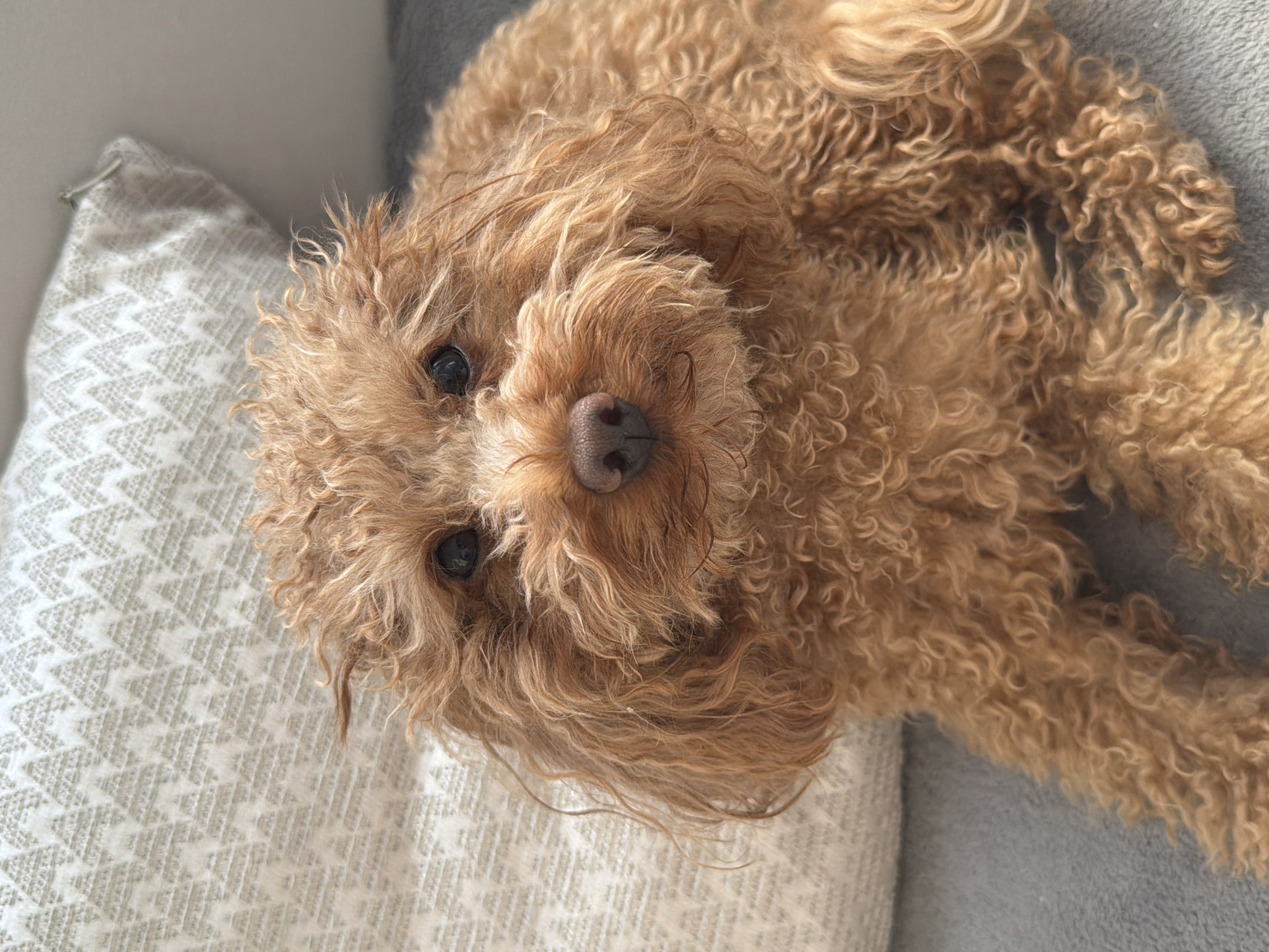 A medium-shot, eye-level photograph shows a close-up of a golden-brown poodle mix dog with curly fur. The dog is lying down, with its head slightly tilted and facing the camera. Its eyes are dark and alert, and its nose is a dark brown color. The dog's fur is a mixture of light and dark brown, with some strands appearing lighter and more golden. The background consists of a light-colored patterned pillow on the left side of the frame and a gray surface beneath the dog. The lighting appears to be natural, coming from above and slightly to the right, casting soft shadows. There is no indication of the specific location within Krasnodar, Russia, or any people present in the image.