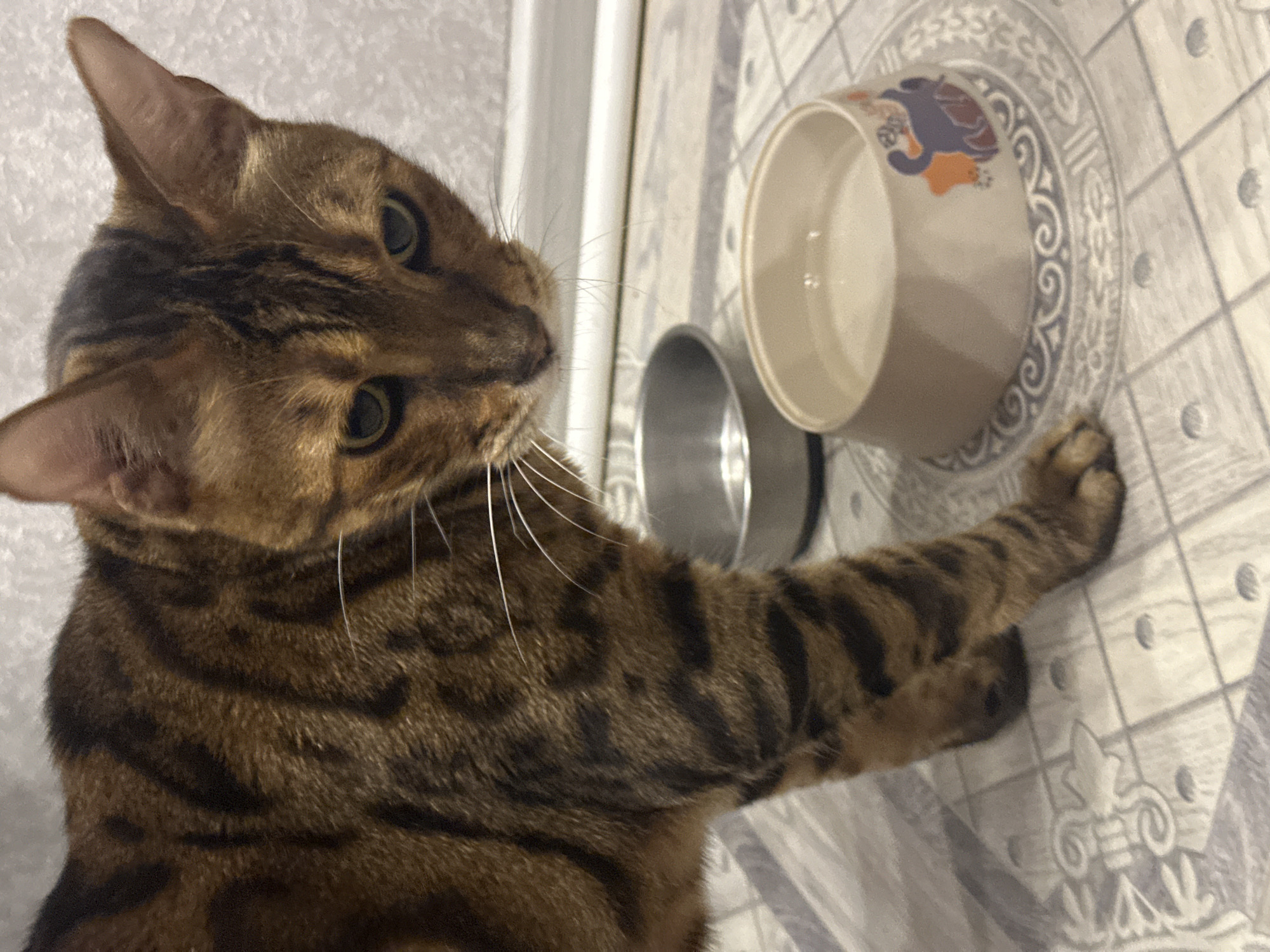 A Bengal cat with brown and black striped fur stands on a tiled floor in front of two bowls, one metal and one ceramic with cartoon animal decals. The ceramic bowl is filled with water and is closer to the camera. The cat's head is lowered, and it appears to be looking at the water. The background shows a white baseboard and a textured wall. The lighting is dim, suggesting an indoor setting. There is no indication of the location being in Energetik, Russia or any specific city.