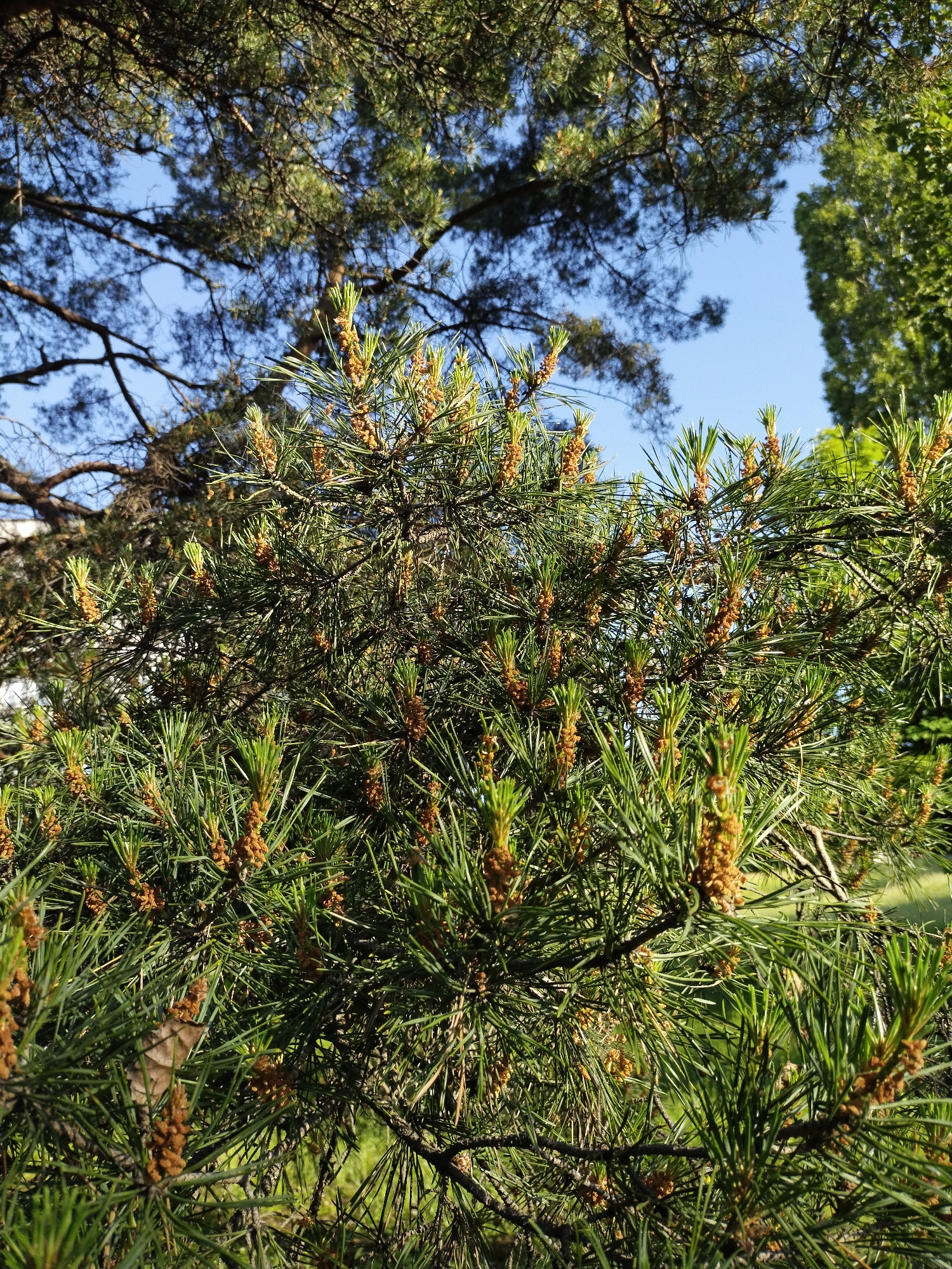 A detailed vertical photograph depicts a dense section of a pine tree canopy under clear daylight, located in the city of Horishni Plavni, Ukraine. The foreground and midground are filled with vibrant green pine needles. Numerous light green, elongated new growth shoots, commonly referred to as "candles," are distinctly visible across the branches. Clustered at the base of these new shoots are abundant small, yellowish-brown, ovoid male strobili (pollen cones). Direct sunlight illuminates the foliage, creating highlights on the needles and new growth. The background features a bright blue sky, visible through gaps in the canopy. In the upper left portion, darker, more mature coniferous branches are silhouetted. To the upper right, the bright green foliage of a tall deciduous tree is evident. Minimal glimpses of green groundcover are discernible through the dense pine branches in the lower background. No individuals, animals, or discernible man-made objects are present in the frame.