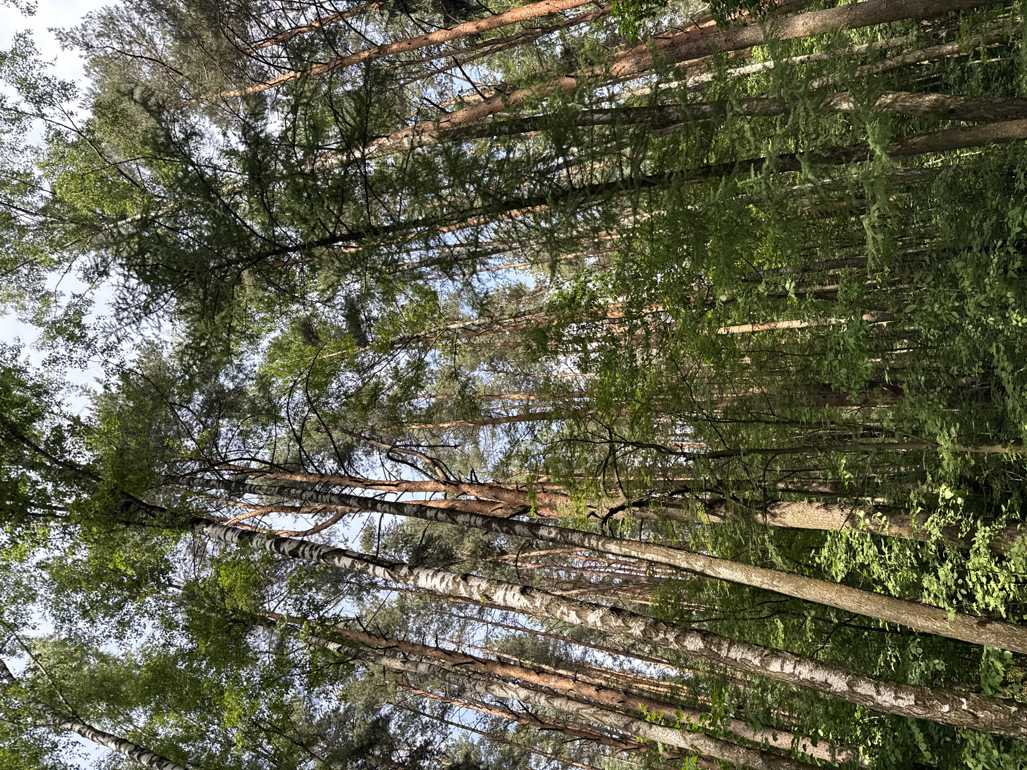 The image displays a dense, mixed forest landscape, consistent with the temperate forests found in regions like Skolkovo, Russia. The perspective is from ground level, looking upwards into the tree canopy. Numerous tall tree trunks dominate the foreground and midground, extending vertically towards the upper frame. Several prominent birch trees (Betula species) are identifiable by their distinctive white bark with dark horizontal markings. These birches are intermingled with numerous coniferous trees, primarily pines (Pinus species), characterized by their reddish-brown, textured bark and dark green needles. Other deciduous trees with bright to medium green foliage are also present, contributing to the layered canopy.
Sunlight filters through the dense foliage, creating areas of bright illumination and deep shadows across the tree trunks and the forest floor. The understory features a thick growth of various green shrubs and smaller plants, forming a lush ground cover. Patches of pale blue or overcast sky are visible through gaps in the tree canopy, particularly in the upper sections of the image. No human figures, animals, man-made structures, or distinct objects other than natural flora are visible within the frame. The scene conveys a vibrant, undisturbed natural environment.