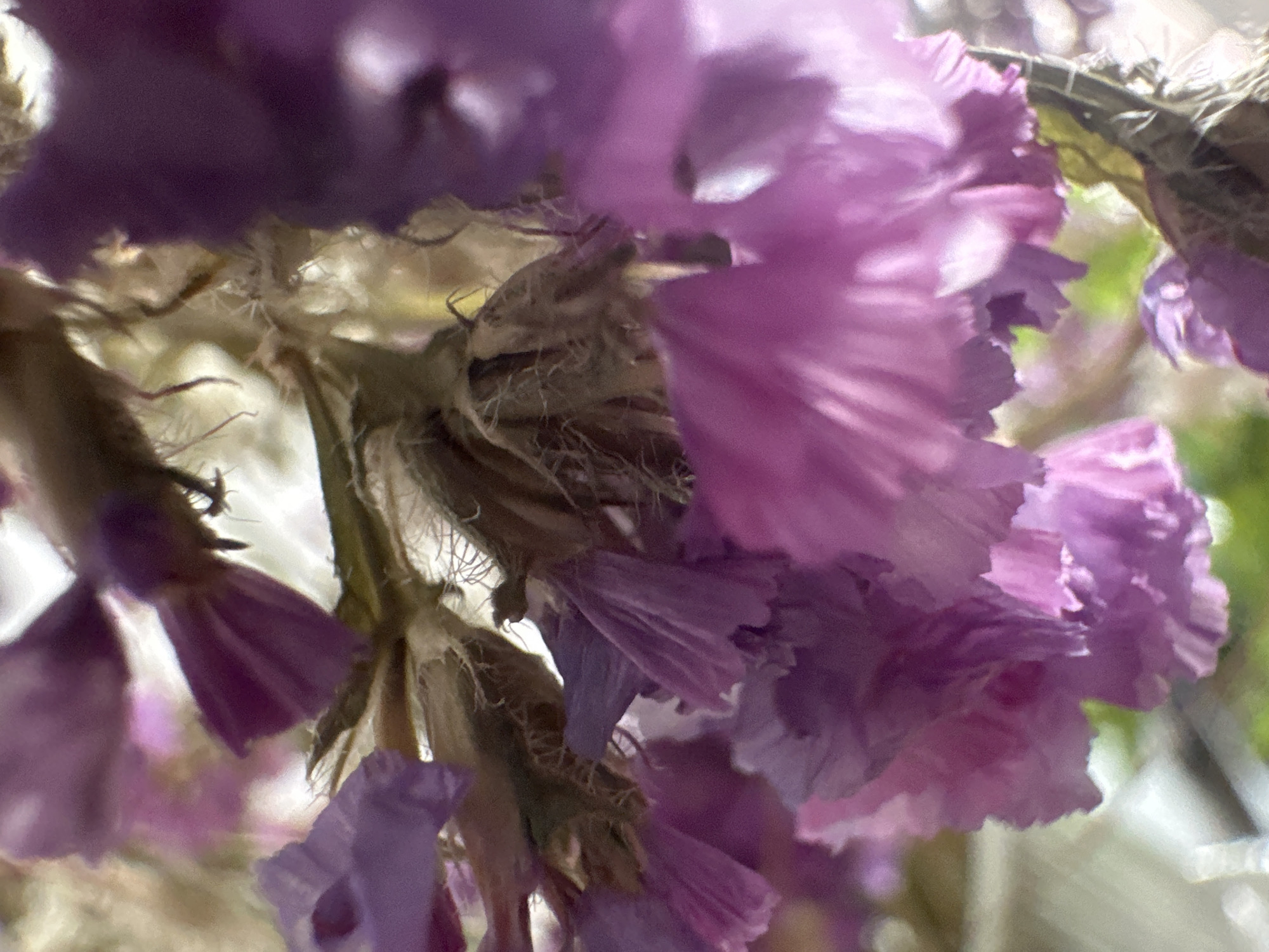 The image is a close-up macro photograph of dried Statice flowers, also known as Sea Lavender. The flowers are predominantly a vibrant shade of purple, with some lighter lavender and pinkish hues visible. The petals appear delicate and papery, with a textured surface that shows fine lines and folds. The stems and calyces are a muted brown and tan, with some wispy, dried plant material clinging to them, suggesting they are dried or preserved. The background is softly blurred, with hints of green and white, which could indicate foliage or light sources. The focus is sharp on the intricate details of the flower petals and their structure, highlighting the delicate beauty of the dried blooms. The lighting appears to be soft and diffused, creating subtle highlights and shadows that add depth to the image. There is no visible text in the image. The scene evokes a sense of preserved nature, perhaps a dried floral arrangement or a close study of a dried botanical specimen. The close-up perspective emphasizes the fragility and intricate details of the flowers.