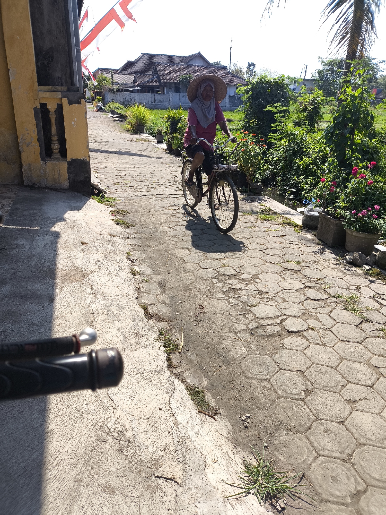 An older Indonesian woman wearing a headscarf and a wide-brimmed hat rides a bicycle down a paved path lined with greenery. The path is made of hexagonal pavers, with some grass growing through the cracks. The woman is wearing a pink shirt and dark shorts. She is carrying a basket on the front of her bicycle, and there are flowers in pots on the right side of the path. In the background, there are houses with red tile roofs. Indonesian flags are visible flying on poles in the distance. The scene appears to be in Lumajang, Indonesia, given the presence of Indonesian flags. The lighting suggests it is daytime, with the sun casting shadows. The foreground of the image is out of focus, showing the handlebars of another bicycle.
