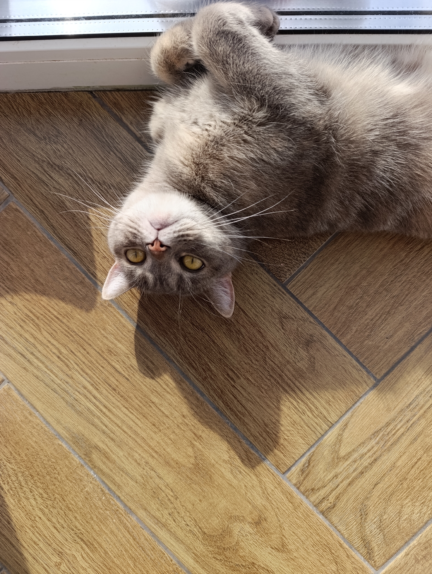 A fluffy gray cat with yellow eyes is lying on its back on a wooden floor. The cat's paws are raised in the air, and its head is tilted back, showing its chin and chest. The cat appears relaxed and comfortable. The floor is made of wooden planks laid in a herringbone pattern. Sunlight streams in from a window, casting a shadow of the cat on the floor. The scene is calm and domestic. The location is not specified in the image and cannot be determined.