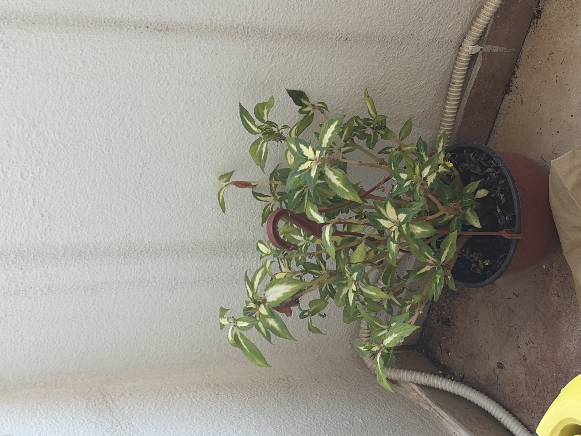 An indoor plant with variegated green and white leaves is potted in a brown circular planter. The plant is positioned in the corner of a room, with a textured, off-white wall forming the background. A white corrugated pipe runs along the base of the wall on the left side of the image, and another similar pipe is visible along the bottom right. The floor appears to be concrete or tile, with some debris scattered on its surface. The scene suggests a residential balcony or patio area in Budva, Montenegro.