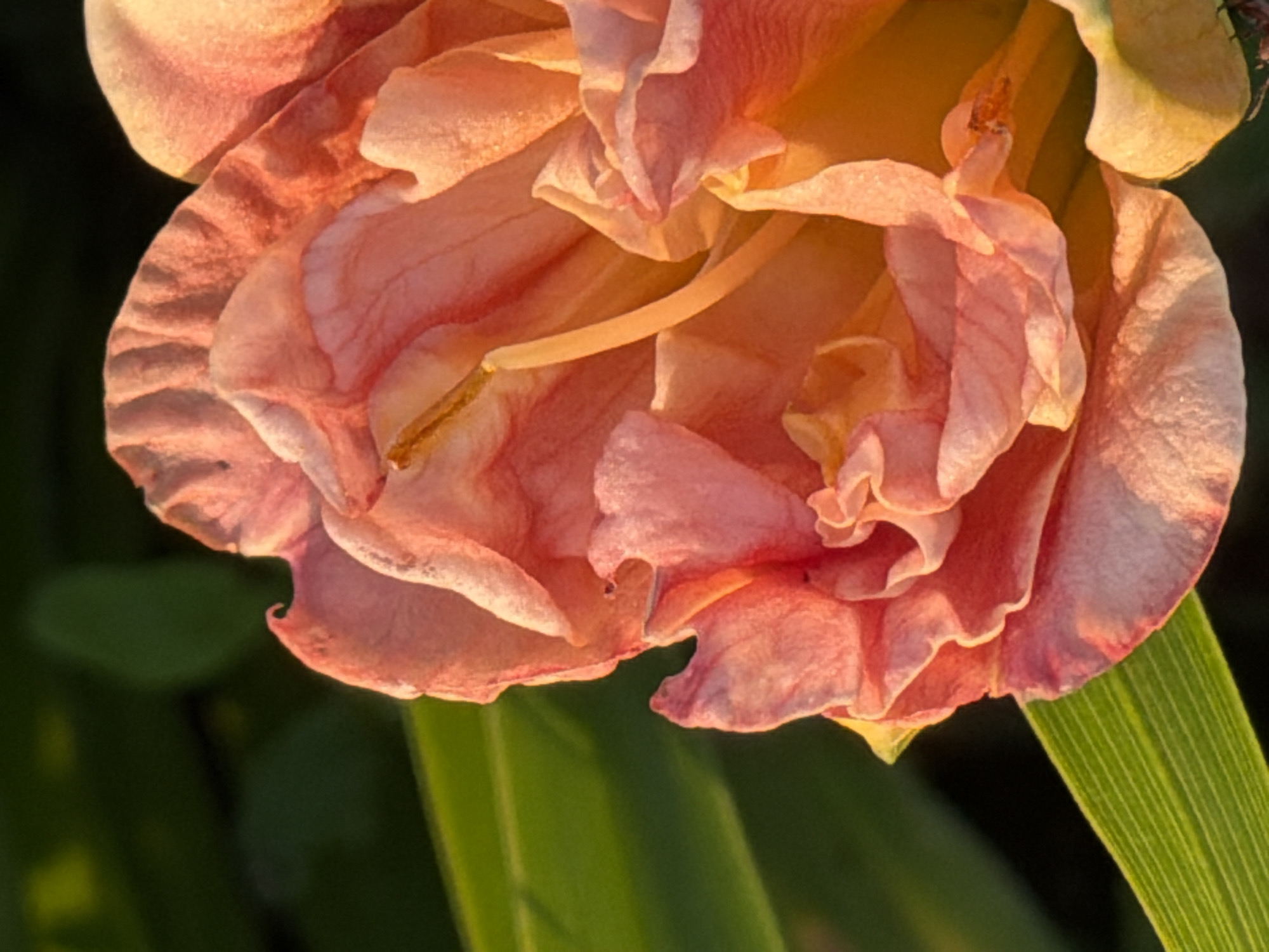 The image is a close-up shot of a vibrant, peach-colored flower with multiple ruffled petals. The lighting suggests it is either early morning or late afternoon, casting a warm glow on the flower's texture and revealing subtle variations in color from soft pink to deep orange. The background is blurred, with hints of dark green foliage on the left and top, and a bright green leaf in the lower left corner, also out of focus. There is no indication of the city of Фоки, Russia, or any human presence.
