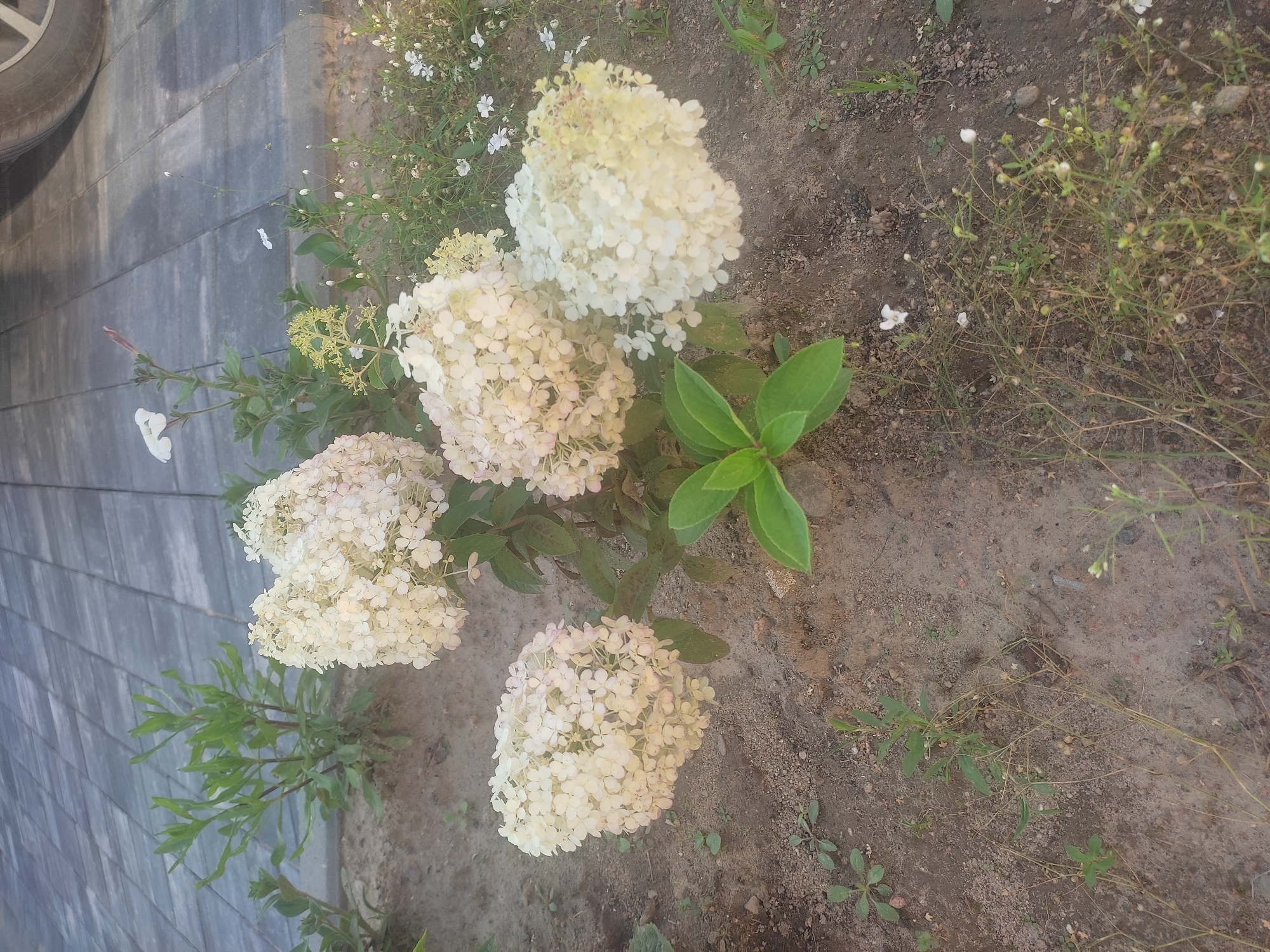 A close-up, eye-level, outdoor shot shows a cluster of white hydrangea blooms in a garden bed next to a paved walkway. The hydrangeas are large and full, with numerous small, delicate florets. The walkway appears to be made of gray pavers arranged in a geometric pattern. In the background, a portion of a dark-colored car tire is visible, suggesting the walkway might be part of a driveway. The soil in the garden bed is a mix of dirt and small pebbles, with some green foliage and smaller wildflowers scattered around the base of the hydrangeas. The lighting suggests it is daytime, possibly late afternoon, with soft shadows. The scene is devoid of people and any obvious activity.