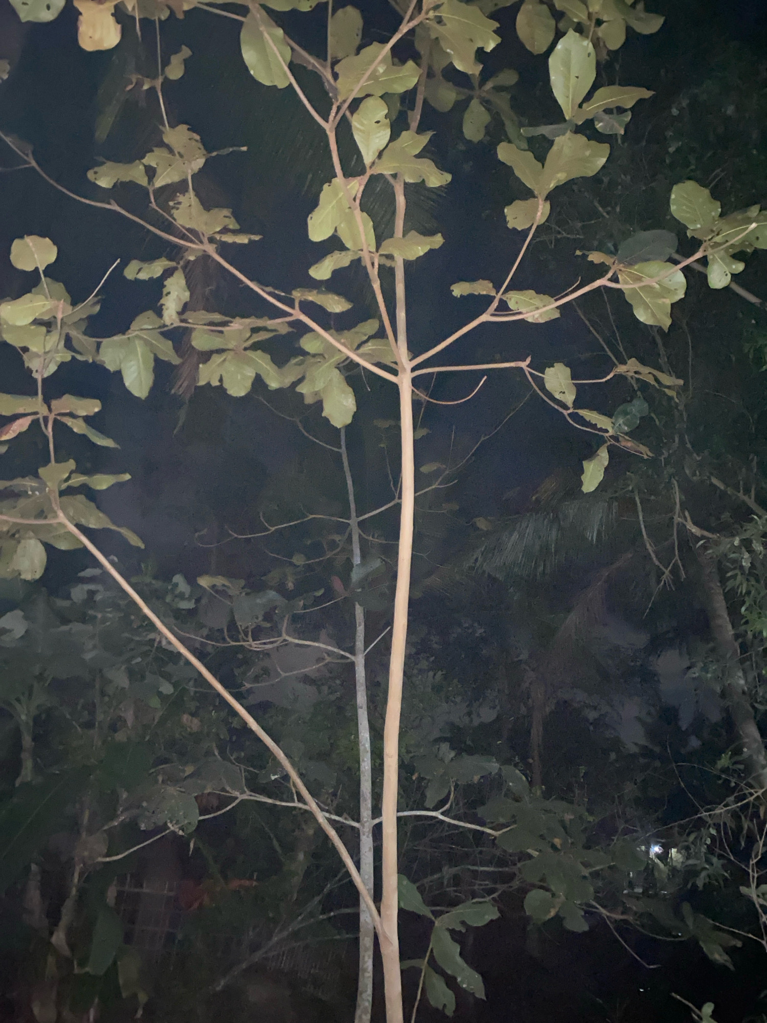 A medium shot captures a tree with light-colored leaves and thin branches, set against a dark, out-of-focus background. The lighting is dim, suggesting it was taken at night or in a poorly lit area. The tree's trunk is light brown and rises from the bottom of the frame, with branches extending outward and upward. Some leaves are a pale green, while others appear slightly yellowed, and many have visible holes or damage. The background consists of dark greenery, possibly other trees or foliage, and a hint of what appears to be a structure or fence on the left side of the image. The overall impression is of a solitary tree in a natural or semi-natural environment at night. The image was taken in Planjan, Indonesia.