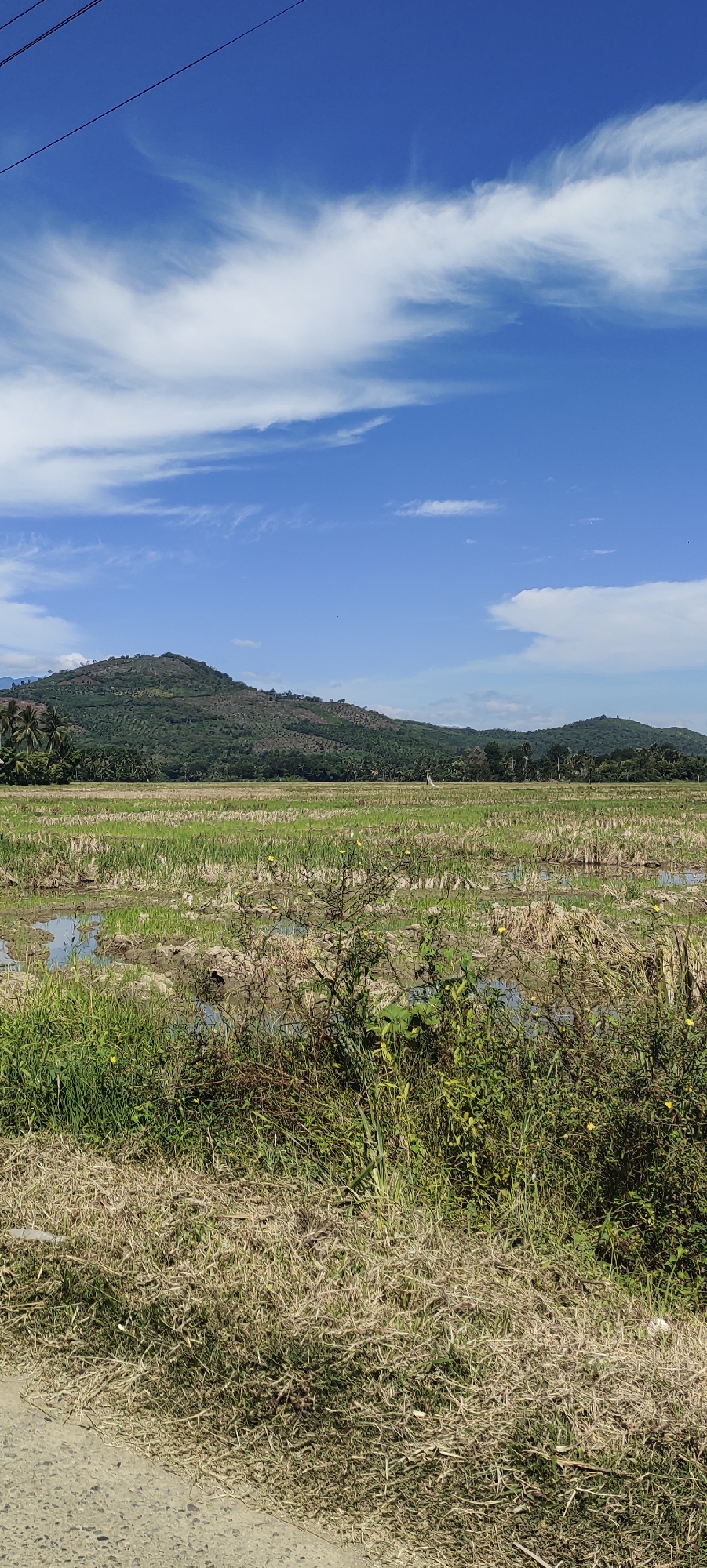 The image shows a rural scene near Meunasahreudep, Indonesia. A field of harvested rice paddies, partially flooded, lies in the foreground. The cut stalks of rice are visible, with patches of standing water reflecting the sky. A mound covered in vegetation, including some palm trees, sits in the background. A few sparse clouds are in the blue sky. Power lines cross the top of the image. The foreground features tall grass and bushes.