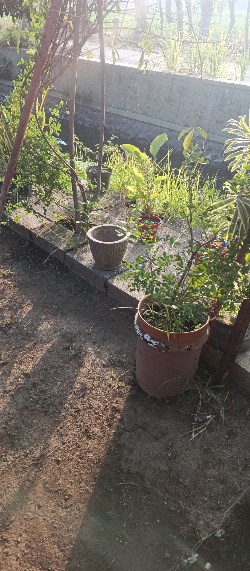 An outdoor scene in Jatisari, Indonesia, captured at eye level under bright sunlight. The foreground shows dry, reddish-brown soil with scattered dry grass and small weeds. A large, terracotta-colored planter, worn and chipped, sits on the right side, containing a green, leafy plant. To the left, a gray, ribbed pot is empty.
In the mid-ground, a concrete structure, possibly a planter box or a retaining wall, runs horizontally across the image. It is bordered by dark stones on its lower edge, hinting at a water feature or ditch below. Various potted plants are situated on this concrete ledge. One pot is a bright red, holding a plant with red stems and green leaves. Behind it, other planters are visible, some with leafy green plants and others with tall, reedy grass.
The background consists of more greenery, including tall grasses and trees, with a bright, hazy sky indicating a sunny day. The scene appears to be a garden or outdoor nursery area.