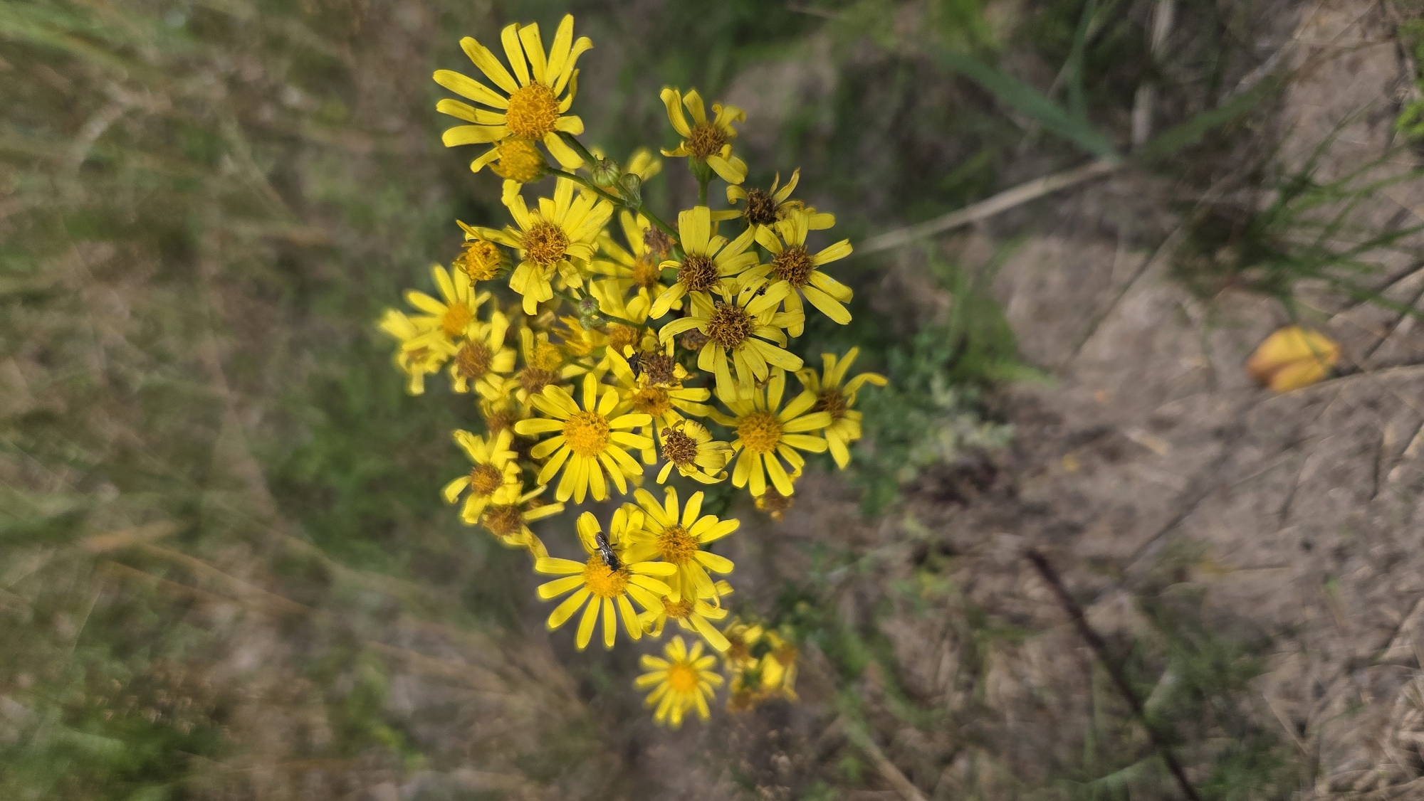 This close-up, vertical-format image, taken in Saurieši, Latvia, features a cluster of bright yellow wildflowers, likely Ragwort, in sharp focus against a blurred background of dry grass and greenery. A small, dark-colored insect, possibly a fly or a small bee, is visible on one of the flower petals in the upper left quadrant. The flowers are a vibrant yellow with distinct ray florets and darker, button-like centers. Some of the flower heads are in full bloom, while others appear to be in earlier or later stages of development, with some showing browning. The ground beneath the flowers is a mix of dry, brown earth and sparse green vegetation. The lighting suggests it is daytime, with natural light illuminating the scene.