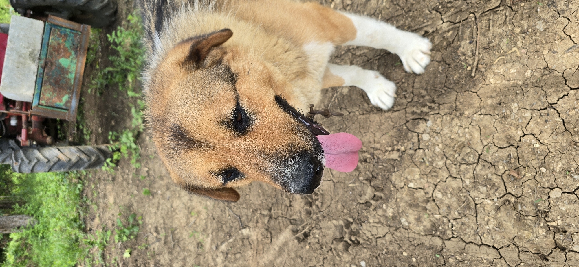 A medium shot captures a medium-sized dog panting with its pink tongue hanging out, standing on dry, cracked earth. The dog has brown and black fur, with white paws. In the background, out of focus, is a tractor with a red frame and a green, rusty metal box attached to its rear. The ground is dry and cracked, with sparse green vegetation visible.