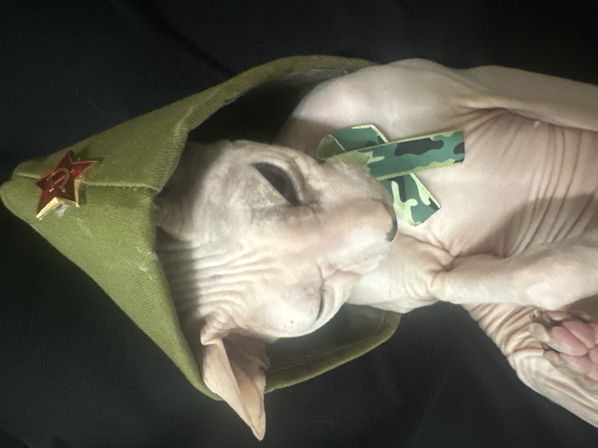 A Sphynx cat is wearing a green military-style hat with a red star emblem and a camouflage ribbon around its neck. The cat is bald with wrinkled skin, pink ears, and dark eyes. The hat is tilted forward, partially covering the cat's face. The cat is lying down on a black surface, with its paws visible in the foreground. The background is dark and indistinct, suggesting the image was taken indoors. The scene does not contain any elements that indicate a specific location in the city of Togliatti, Russia.