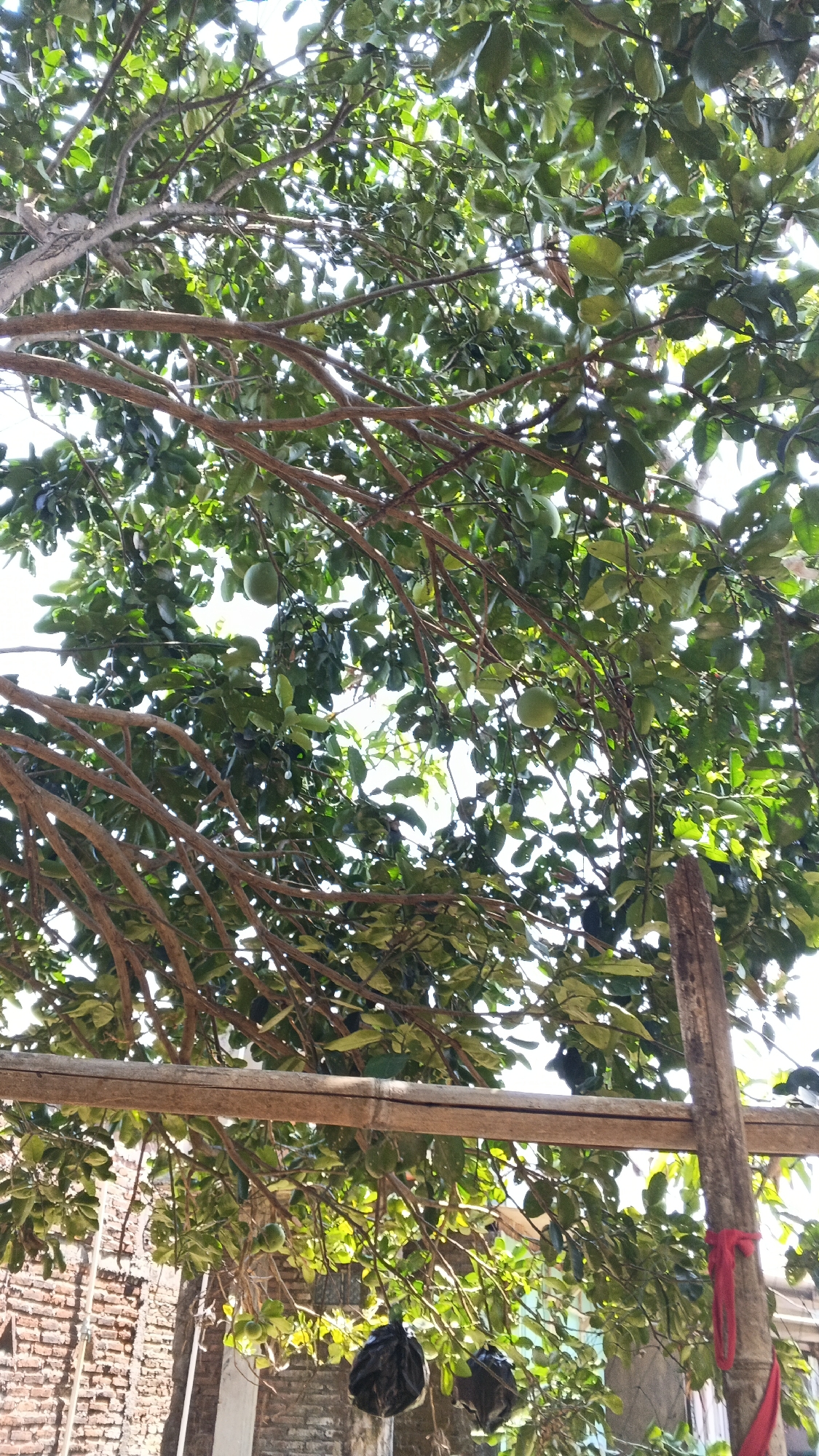 This is a low-angle, full-frame photograph taken outdoors in Karangjati, Indonesia, looking up into the canopy of a tree laden with green fruit, possibly limes or a similar citrus. The branches are densely covered with green leaves, with several round, green fruits visible, varying in size. The sunlight filters through the leaves, creating bright patches and dappled shadows.
In the foreground, a horizontal bamboo pole is supported by a vertical wooden post. The wooden post has a bright red ribbon tied around it. To the left of the image, part of a brick wall is visible, appearing aged and weathered. Two black plastic bags hang from lower branches of the tree, partially obscuring some of the fruit and foliage. The overall impression is of a natural scene within a semi-urban or rural setting, possibly a backyard or a small orchard. The lighting suggests it is daytime, with the sun high in the sky.