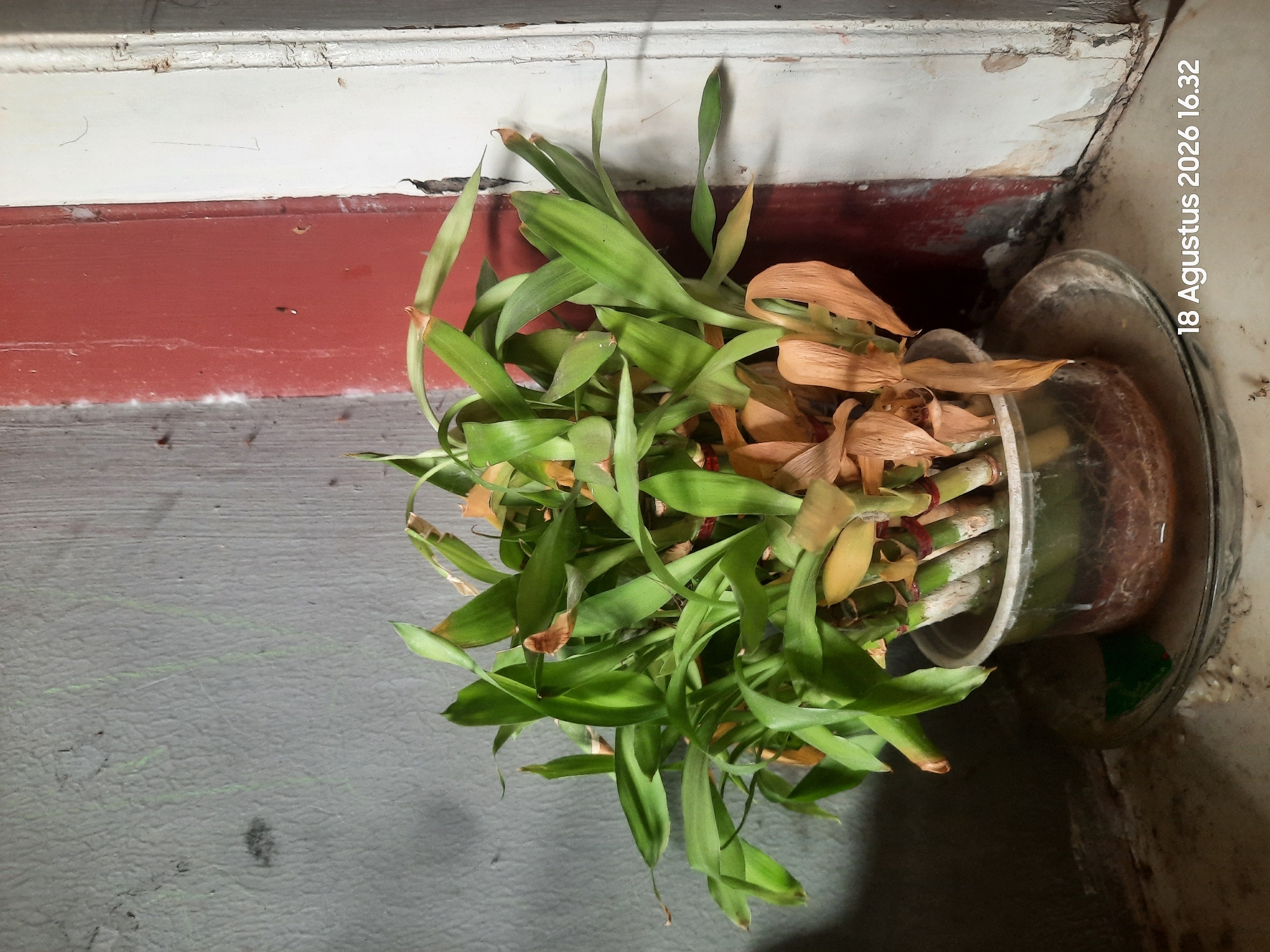 A close-up, high-angle shot captures a potted lucky bamboo plant situated in a corner. The plant, with its vibrant green leaves and some dried brown foliage, is housed in a clear plastic pot filled with water and visible roots. The pot rests on a clear plastic saucer. The background features a textured grey wall on the left, transitioning to a red-painted surface, and a white-painted door frame or wall section on the right. The floor appears to be a textured, light-colored surface with some debris. A timestamp in the lower right corner reads "18 Agustus 2026 16.32". The scene is indoors, likely within a residence in Sukokerto, Indonesia, given the Indonesian timestamp and common interior setting.