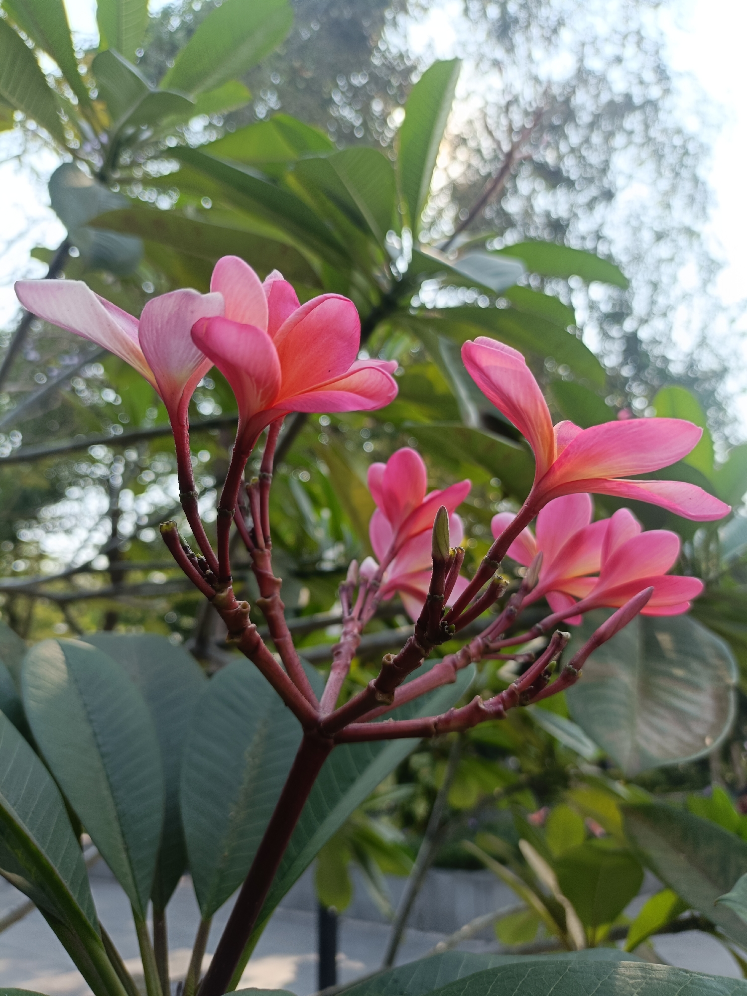 A close-up, low-angle shot showcases a cluster of pink Plumeria flowers with yellow undertones, set against a blurred background of green leaves and dappled sunlight. The flowers are in various stages of bloom, with some petals unfurling and others fully open. The stems are a deep reddish-brown, with visible buds and small green protrusions. The foreground features dark green Plumeria leaves, their textured surfaces slightly out of focus. The overall lighting suggests it is daytime, with sunlight filtering through the foliage, creating a bokeh effect in the upper portion of the image. The environment appears to be an outdoor garden or park setting, possibly in a tropical or subtropical region. This type of scene is commonly found in public spaces and residential gardens throughout Kediri City, Indonesia, known for its lush greenery and tropical flora. No people or specific actions are depicted.