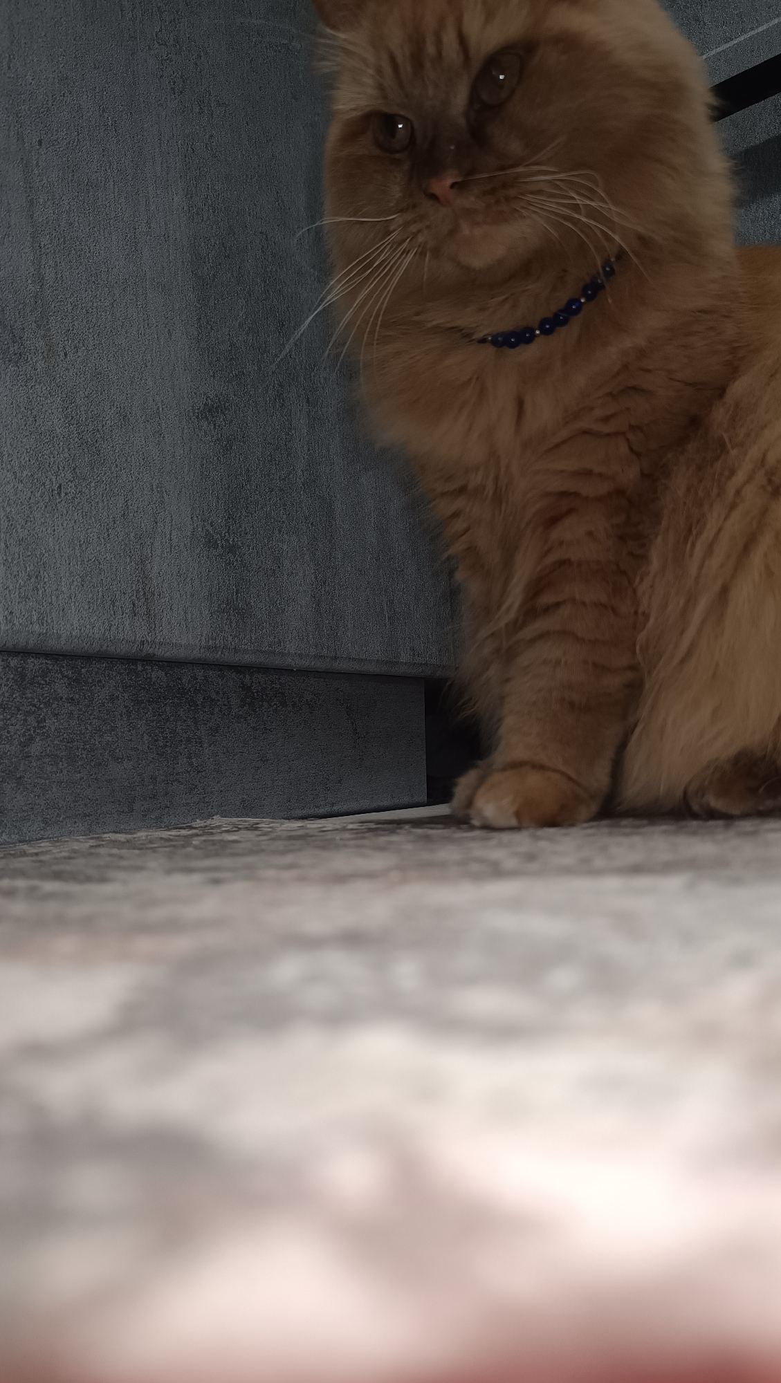 An orange cat with a beaded necklace sits on a patterned floor. The cat is positioned on the right side of the frame, facing slightly to the left, with its head turned towards the viewer. The background consists of a dark gray wall with a textured surface. A dark baseboard runs along the bottom of the wall. The floor in the foreground is out of focus, showing a light-colored, mottled pattern. The image is taken from a low angle. The location is Chaikovsky, Russia.