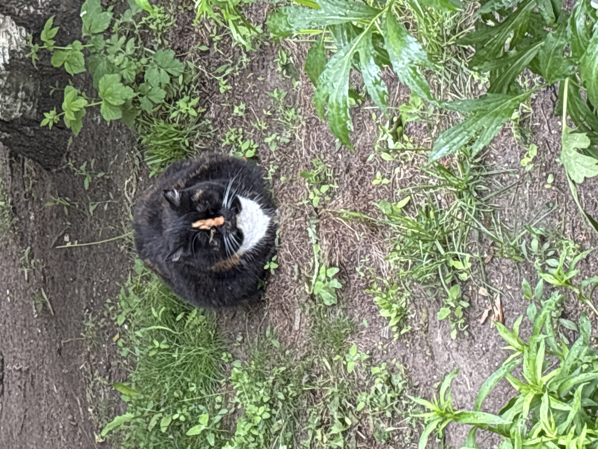 A tortoiseshell and white cat is curled up on the ground amidst grass, weeds, and dirt near the base of a tree.