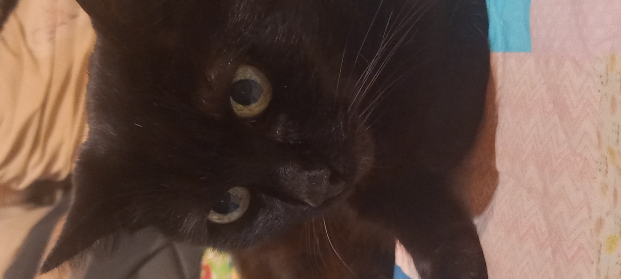 This is a close-up, eye-level, indoor photograph of a black cat. The cat is lying down and looking directly at the camera. Its fur is dark and appears to be well-groomed. The cat has striking yellow-green eyes with dark pupils. Its whiskers are long and white. The background is blurred but appears to be a combination of fabrics, possibly bedding or upholstery, in muted colors of tan, pink, and light blue, with a faint zigzag pattern. A portion of the cat's paw is visible in the lower left of the frame, resting on the patterned fabric. The lighting is soft, creating some shadows that highlight the texture of the cat's fur. The image does not contain any elements that would allow for specific location identification in Kryvyi Rih, Ukraine.