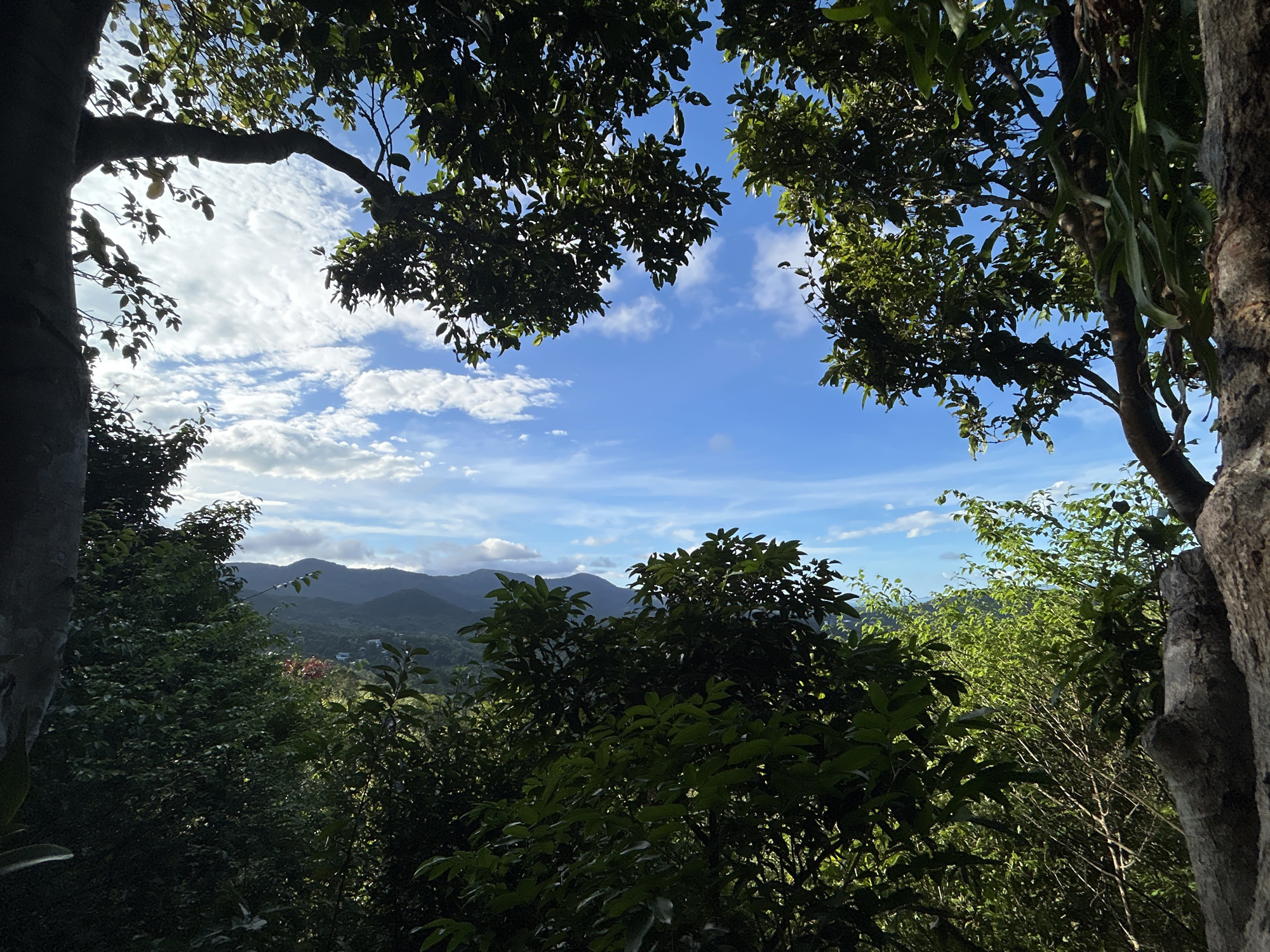 A daytime landscape view from ตำบลเกาะพะงัน, Thailand, presents a scene primarily framed by trees. To the left, a thick tree trunk is visible, its surface textured. Above, a tree branch laden with dark green foliage stretches across the top of the frame, partially obscuring the sky. The sky is bright blue with scattered white clouds. A view of distant mountains is seen through the foliage in the foreground. To the right, another tree trunk is present, with green plants growing on it. The foreground is dense with green vegetation, including bushes and trees. The image is taken during the day, likely in a natural setting with no clear signs of human activity.
