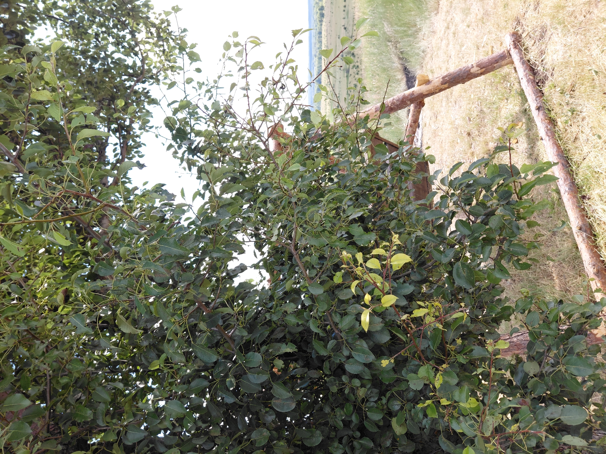 The image captures a close-up view of lush green foliage from a tree, dominating the left side of the frame. The leaves are varied in size and shade of green, with some showing hints of yellow, suggesting a possible change in season. Interspersed amongst the leaves are thin branches and twigs. To the right of the tree, a rustic wooden structure is visible, constructed from rough-hewn logs. This structure appears to be a simple A-frame or support. Beyond the foliage and the wooden construction, the background opens up to a rural landscape under a bright, overcast sky. Dry, golden grass covers the ground in the midground and background, dotted with patches of green vegetation and low-lying shrubs. In the distance, a gentle rolling terrain is visible, with a faint line of trees or a forest marking the horizon. The scene is set outdoors in a natural environment, likely in a rural area. Based on the provided context, this scene is located in Ustyvytsia, Ukraine.