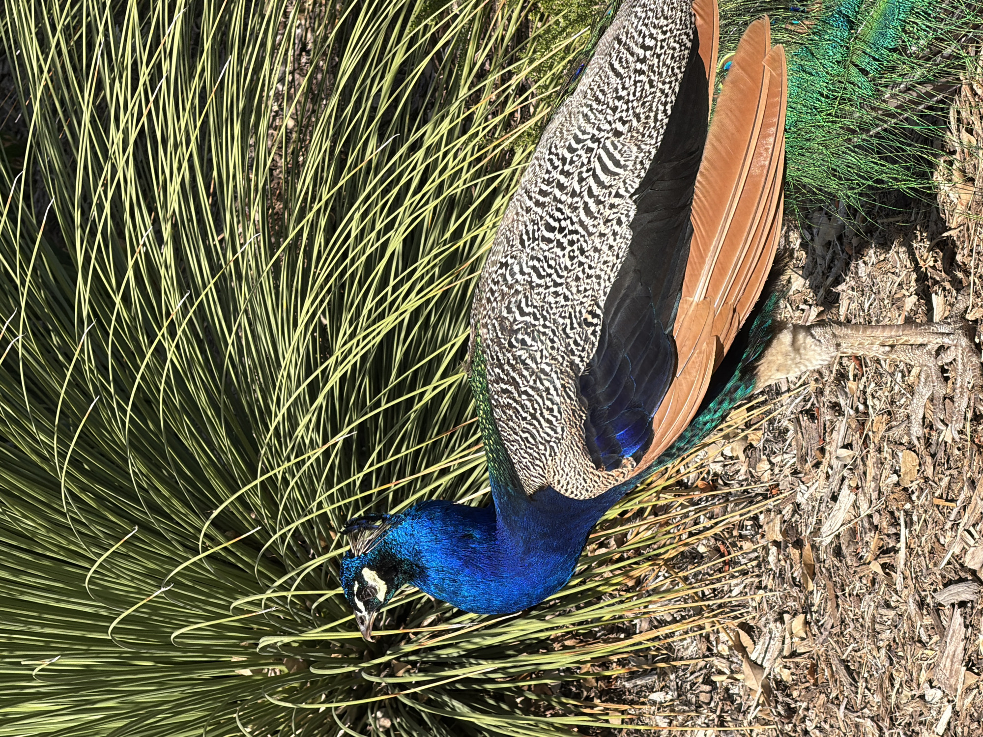 The image shows a peacock foraging amongst spiky green foliage and scattered debris on a sunlit surface. The bird exhibits vibrant blue plumage on its neck and head, with speckled and iridescent feathers covering its body. The location is Arcadia, United States of America.