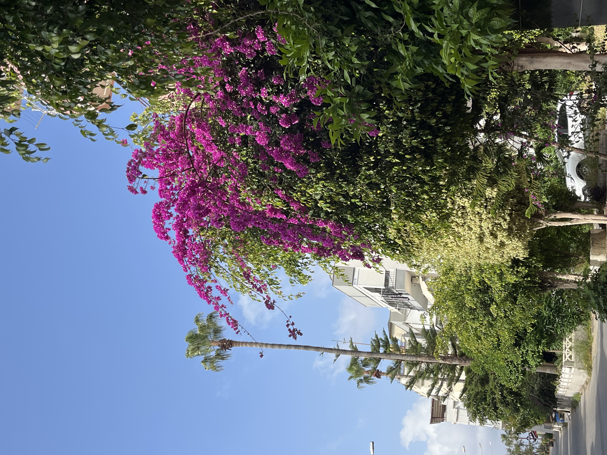 The image captures a street scene in Alanya, Turkey, distinguished by vibrant flora and urban elements. The sky is a clear, bright blue. The foreground is dominated by lush greenery, specifically a bougainvillea bush laden with intense magenta blossoms. Adjacent to the flowering bush is a dense cluster of green foliage, likely from other trees or shrubs lining the street. Further into the scene, a tall palm tree extends upwards, its trunk bare and its crown of leaves catching the sunlight.
In the background, white apartment buildings are visible. A parked white car is also partially visible. The road is gray asphalt, and a low concrete or stone wall serves as a demarcation between the road and the buildings. There are no people visible in the frame.