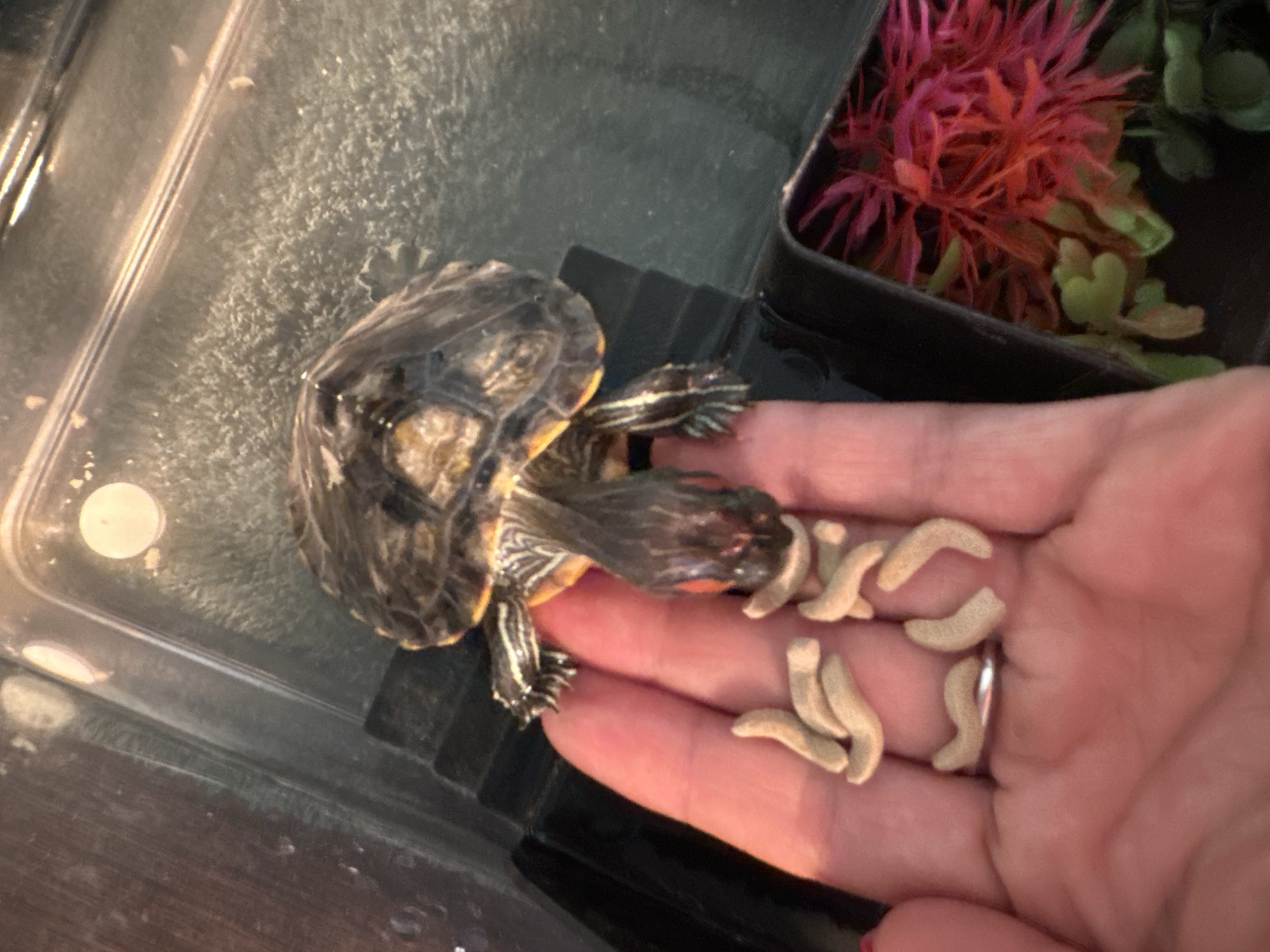 A person is feeding a red-eared slider turtle with what appears to be dried insects from their palm. The turtle is held over the person's hand and is actively eating. The scene takes place within a clear plastic enclosure, possibly a terrarium or aquarium, which contains water and a dark substrate. In the background, a decorative red and green artificial plant is visible within the enclosure. The image does not provide any information that would indicate a location in Novoaltaysk, Russia.