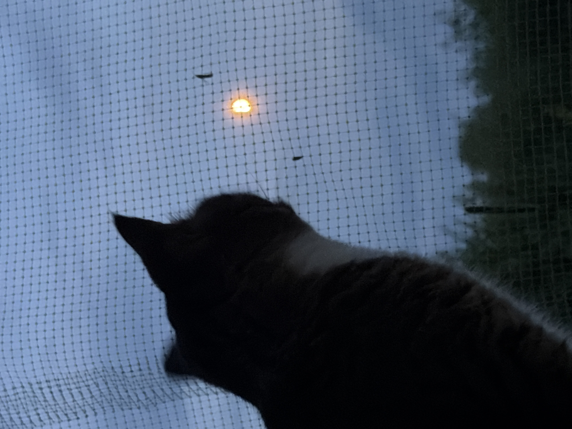The image depicts a silhouette of a cat in the foreground, viewed from behind and slightly from the side, looking outwards. The cat is dark-colored, with a patch of lighter fur visible on its back. It appears to be looking through a fine mesh screen, possibly a window screen or netting, which dominates the lower portion of the image. Beyond the screen, the sky is visible, a hazy blue with a bright, out-of-focus light source, likely the sun or a streetlamp, casting a warm, orange glow. Three dark, elongated shapes, possibly insects or birds, are visible in the sky. The upper right portion of the image shows a dark, blurry area, suggesting trees or foliage in the background. The overall lighting suggests it is either early morning or late evening, with the sky appearing somewhat overcast. The cat's posture implies curiosity or alertness as it observes the scene outside. There is no visible text in the image.