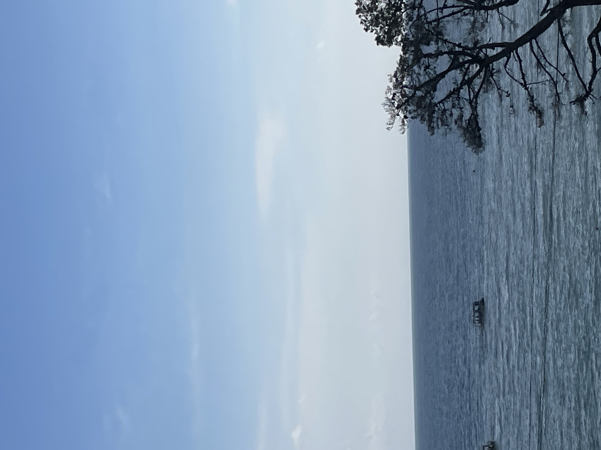 The image depicts a tranquil scene of the Black Sea near Sochi, Russia, under a bright, clear sky. In the distance, a flat-topped boat with people visible on it is anchored in the calm, blue water. The foreground is dominated by the dark, silhouetted branches of a tree, its sparse foliage suggesting it is either late autumn or early spring. The horizon line is sharp and distinct, separating the deep blue of the sea from the pale blue of the sky, with a few faint clouds scattered across the upper portion of the image. The overall impression is one of serene coastal beauty.