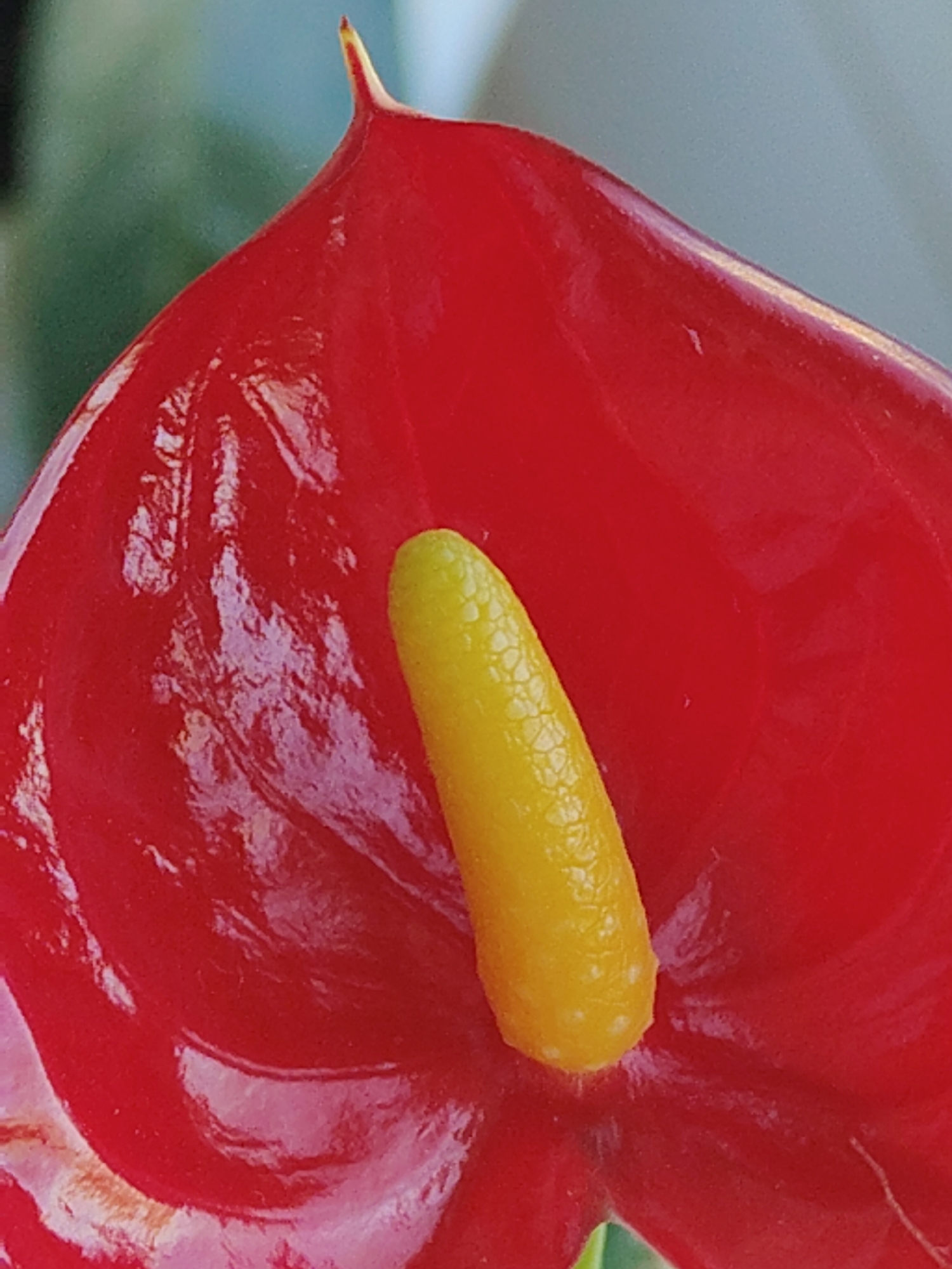 A close-up photograph showcases a red Anthurium flower with a prominent yellow spadix. The red spathe has a glossy, almost waxy appearance. The spadix, positioned in the center, displays a textured surface with small, raised bumps. The background is blurred.