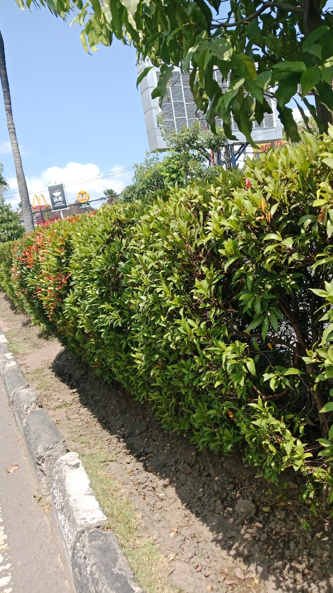 A sun-drenched daytime scene in Kuta, Indonesia, features a neatly trimmed green hedge lining a street with a concrete curb and asphalt road. The hedge has sections with reddish-orange new growth, particularly on the left side. In the background, a tall palm tree stands to the left, followed by a McDonald's sign and another sign that reads "RAMEN RAMAYANA." Further back, a large, modern building with a grid-like facade is visible, partially obscured by the lush green foliage of a large tree with broad leaves hanging into the frame from the top. The sky is clear and blue with a few wispy clouds. The ground beside the hedge appears to be dark soil with some patches of dry grass.
