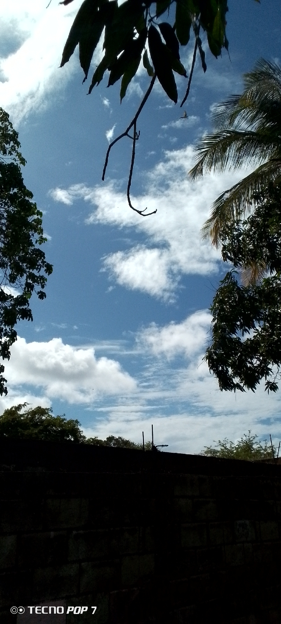 The image is a low-angle shot looking up at a bright blue sky with scattered white clouds. Silhouetted against the sky are the dark green leaves of trees, including what appears to be a mango tree in the foreground and palm fronds on the right. A thin, bare branch hangs down from the top center of the frame. In the mid-distance, a small bird is visible in flight. Below the sky and trees, a dark, shadowed wall made of rough-hewn blocks forms the bottom portion of the image. The wall is topped by the silhouettes of more trees and what appear to be two vertical poles. The bottom left corner of the image contains a white watermark that reads "TECNO POP 7". The scene is likely outdoors, possibly in a tropical or subtropical environment. There are no people or specific landmarks visible that would definitively place it in Altagracia, Venezuela, beyond the provided context.